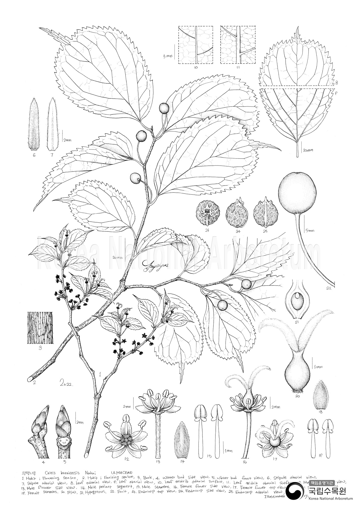 Plant Illustration Detailed View