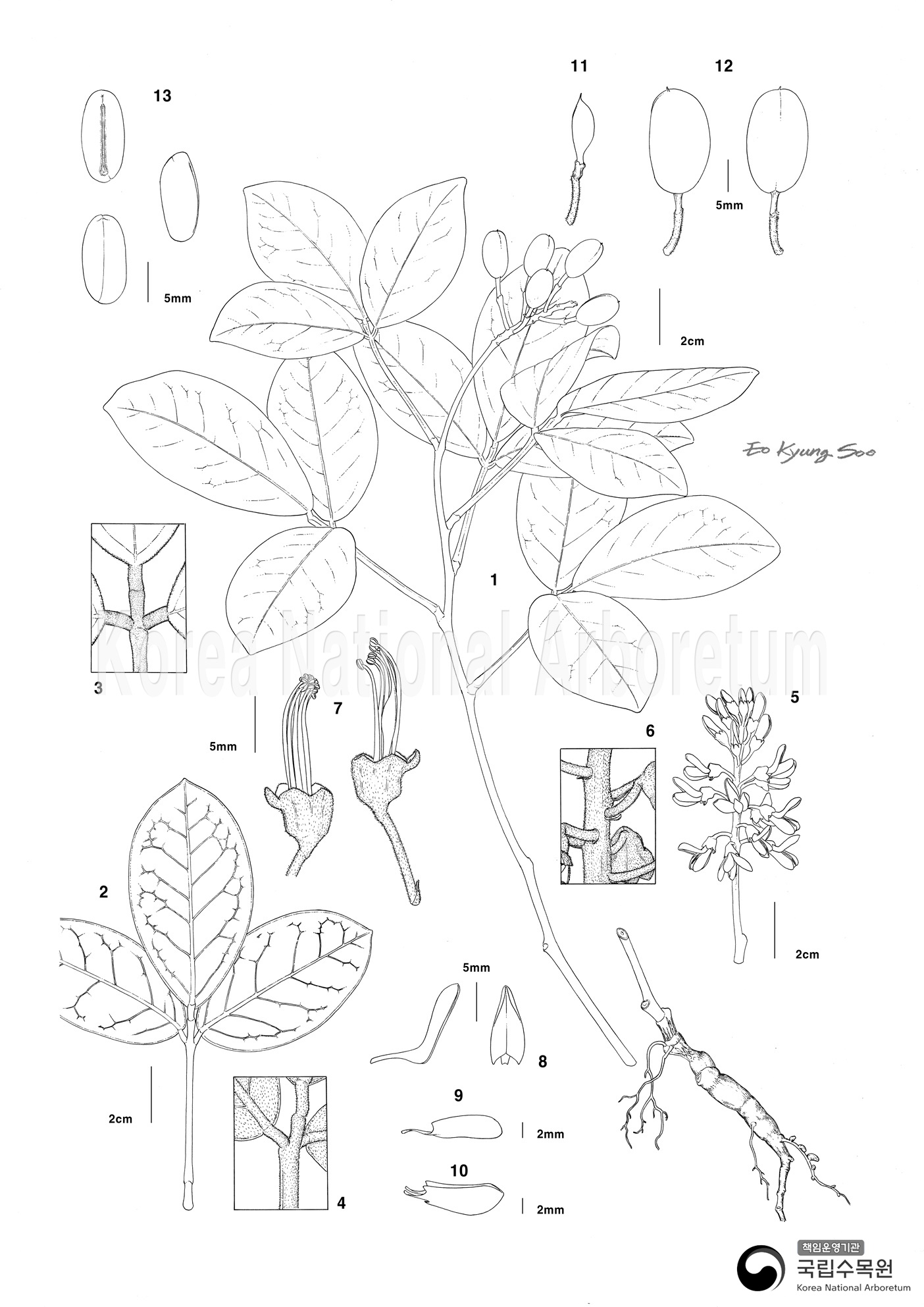 Plant Illustration Detailed View