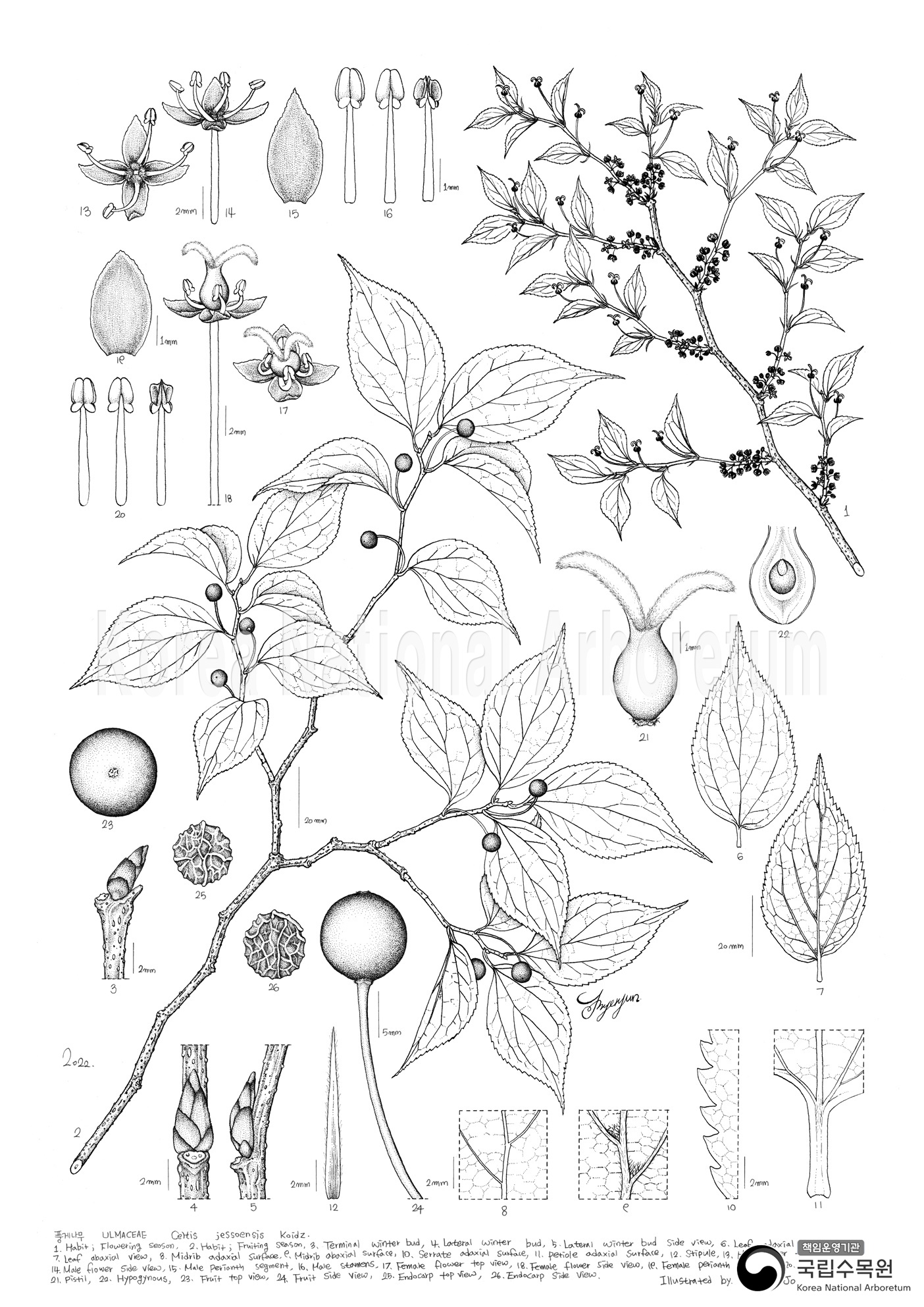 Plant Illustration Detailed View