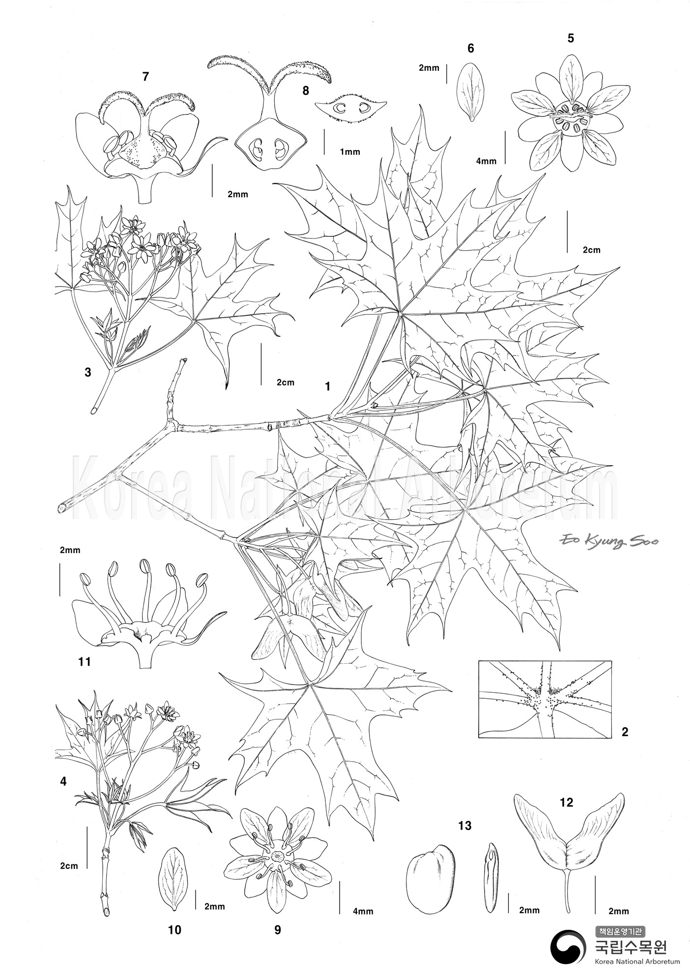 Plant Illustration Detailed View