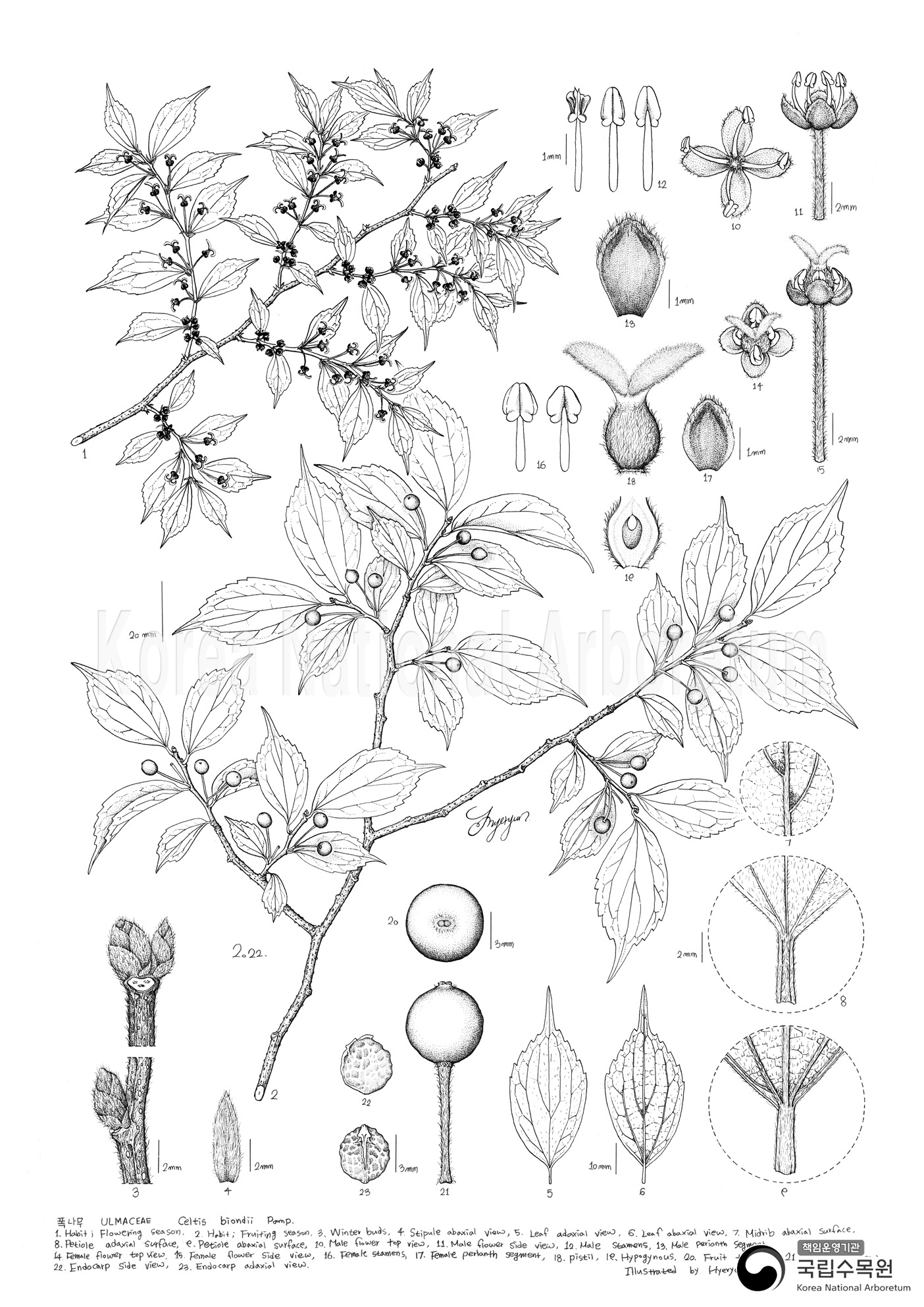 Plant Illustration Detailed View