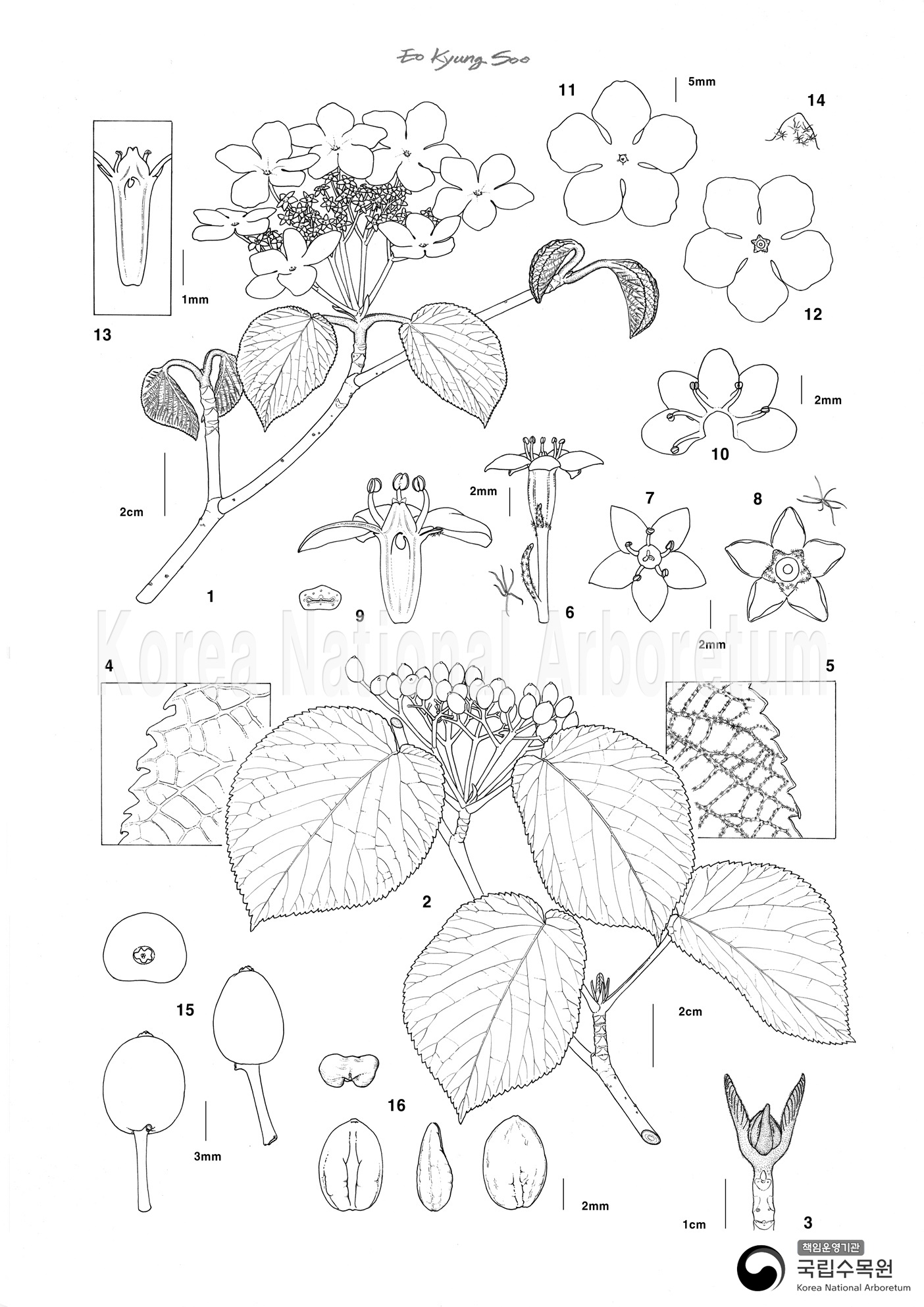 Plant Illustration Detailed View