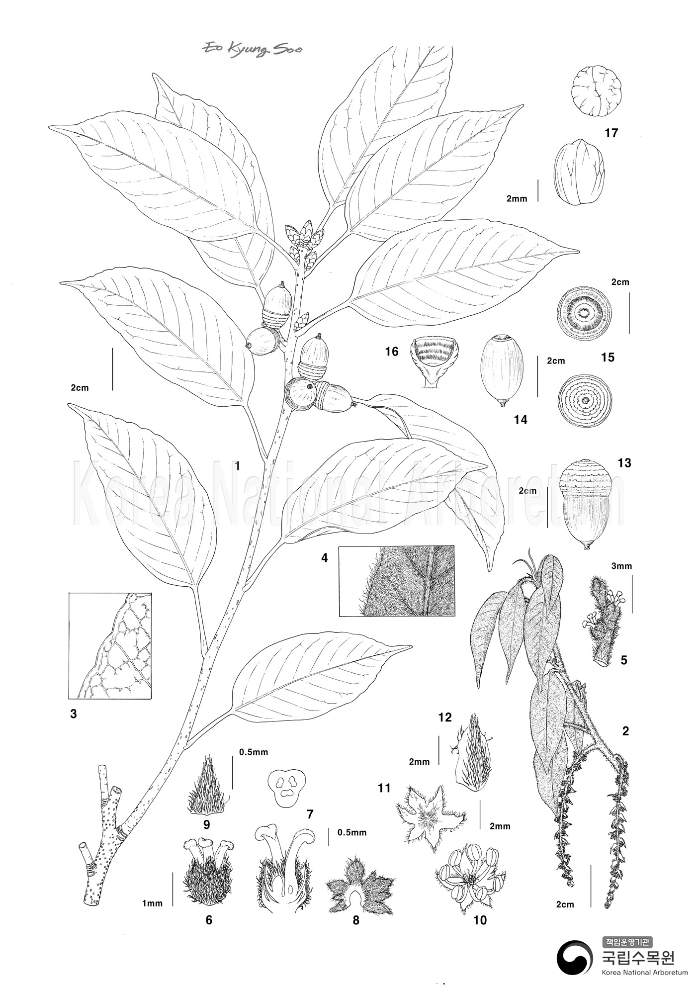 Plant Illustration Detailed View