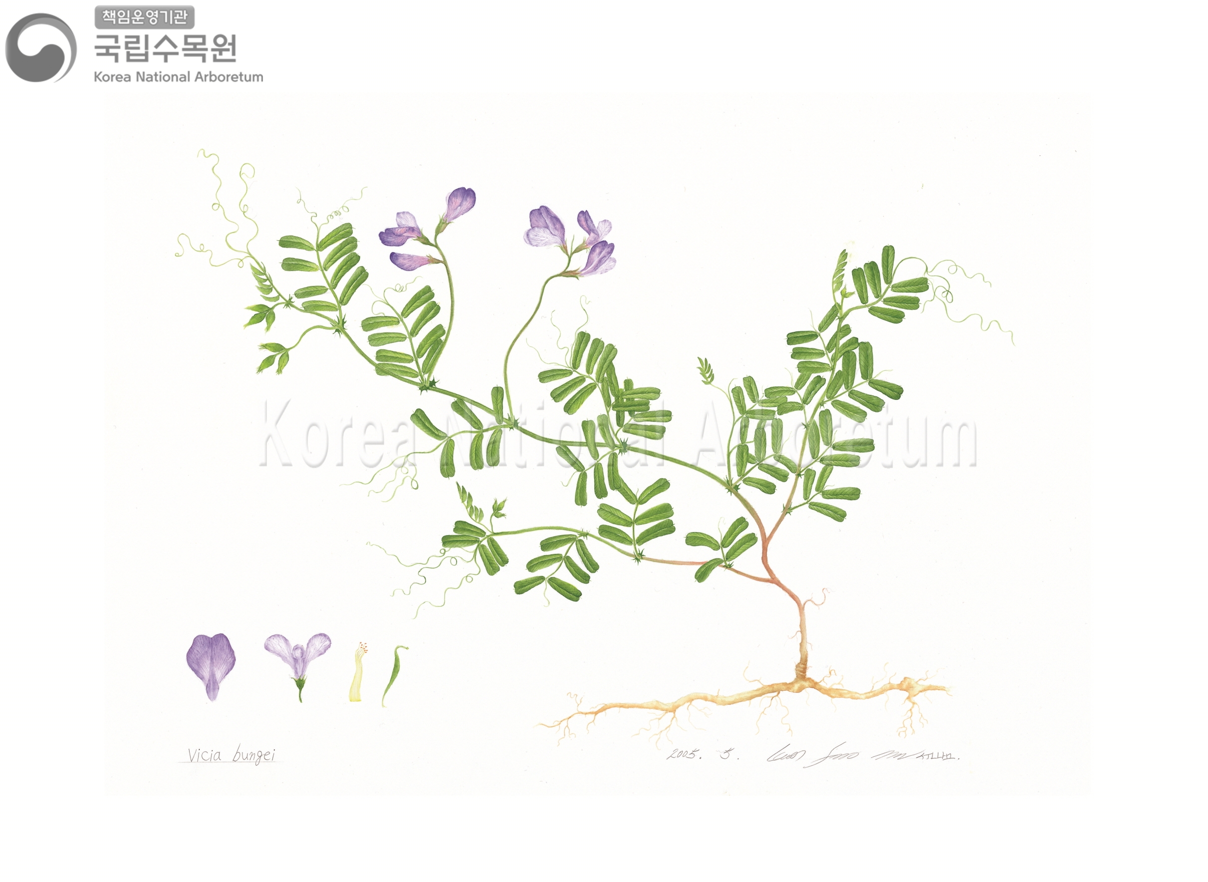 Plant Illustration Detailed View