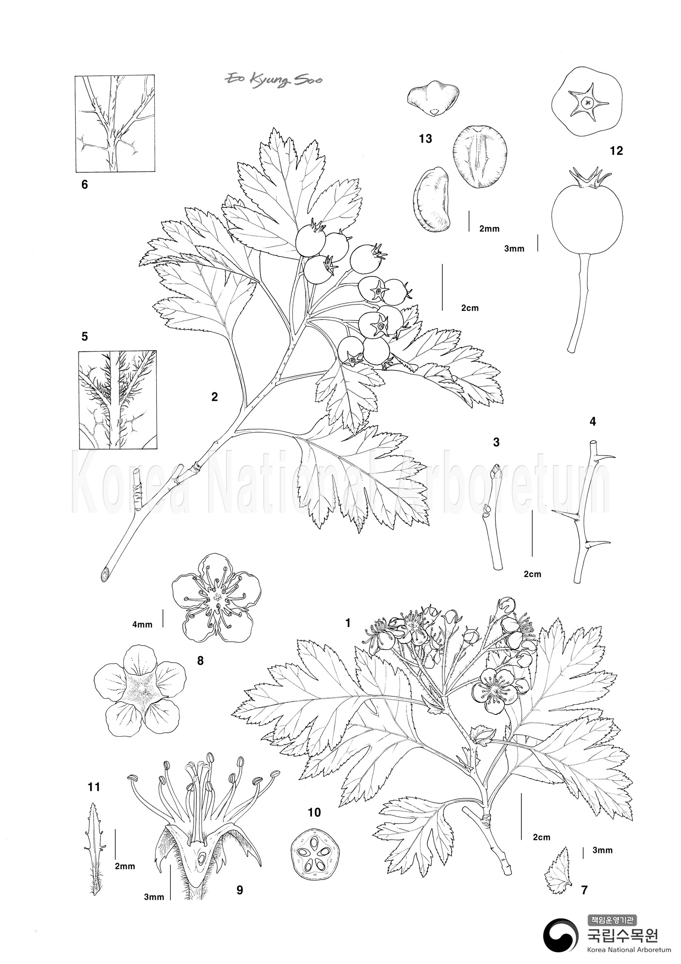 Plant Illustration Detailed View