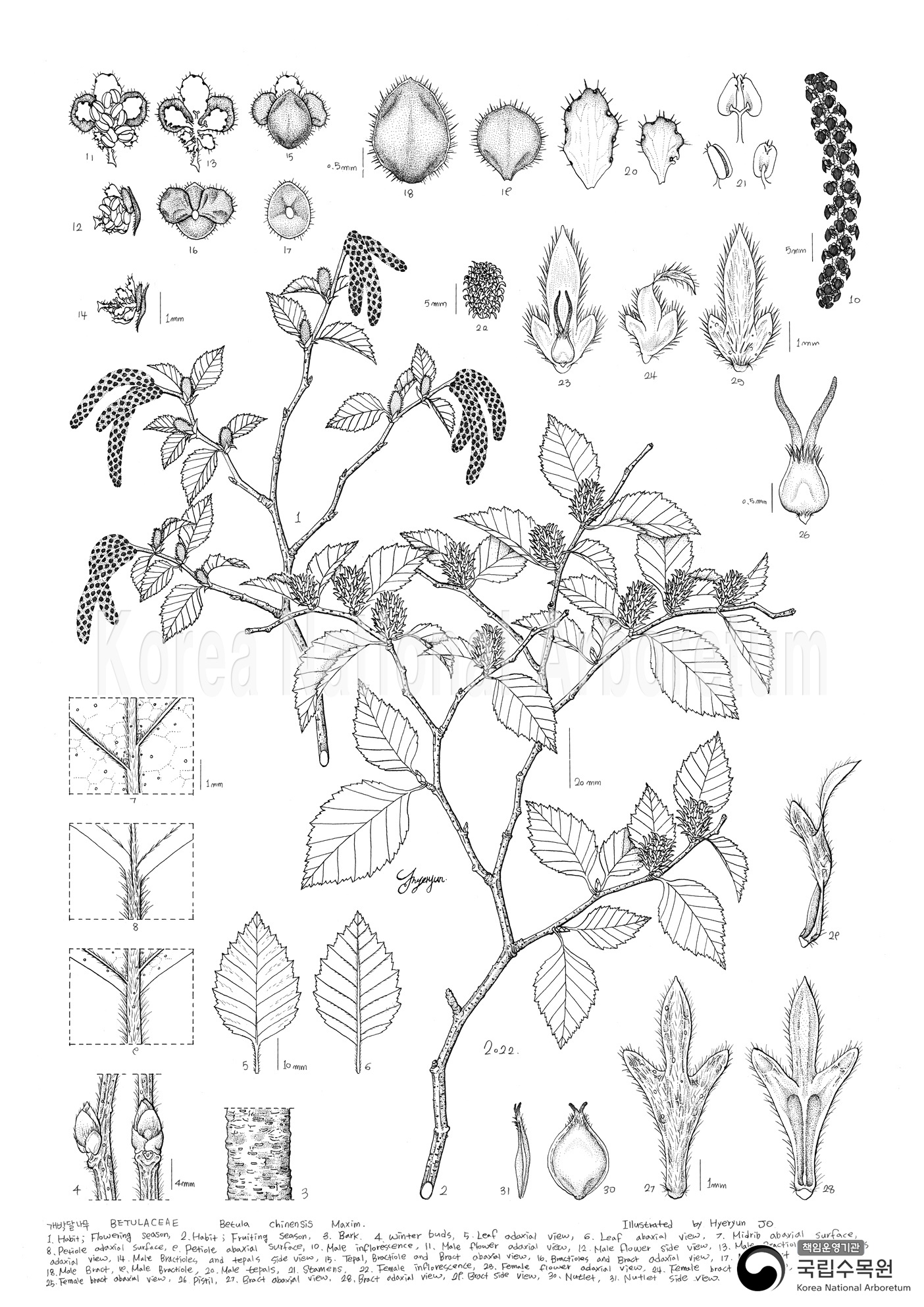 Plant Illustration Detailed View