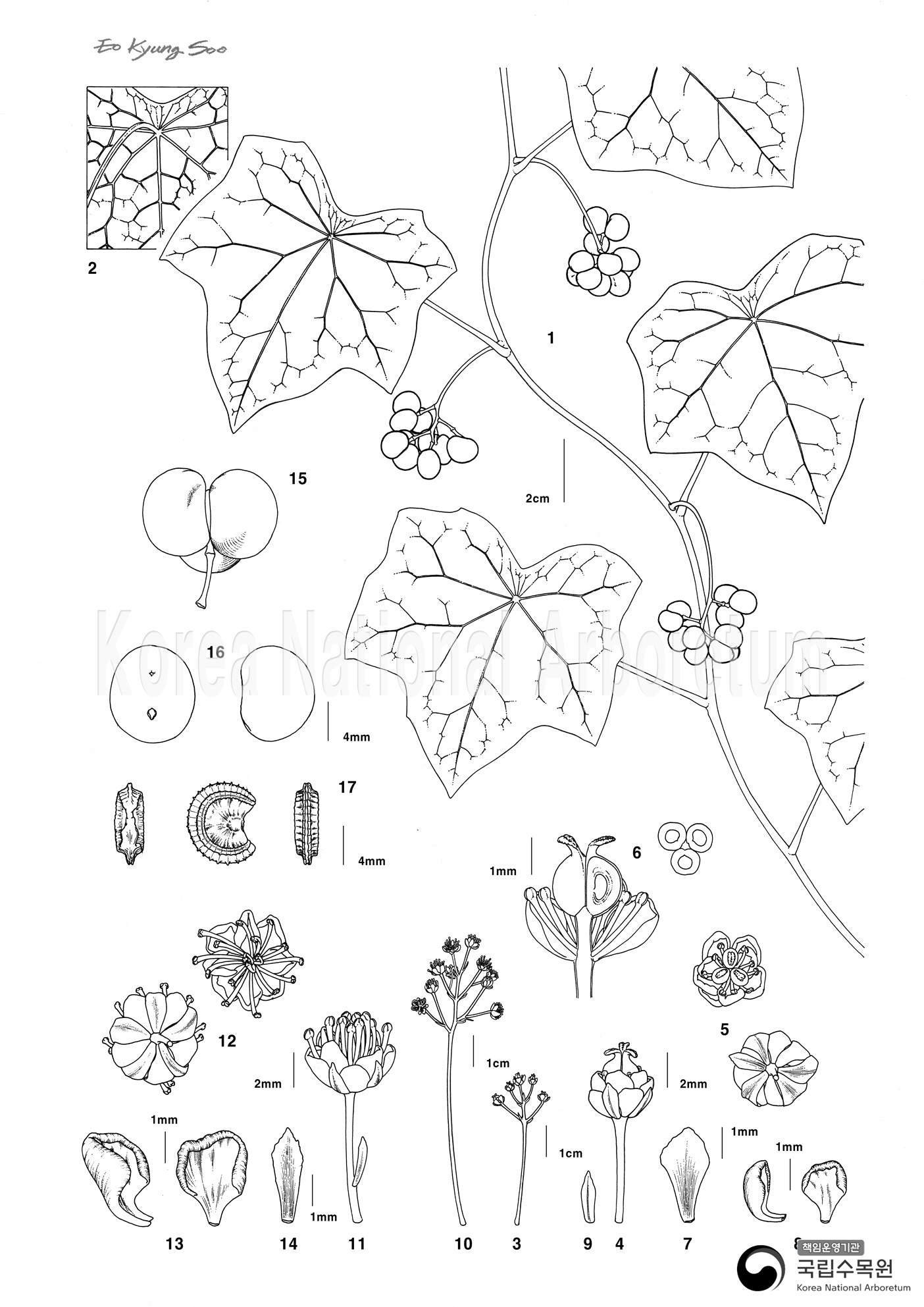 Plant Illustration Detailed View