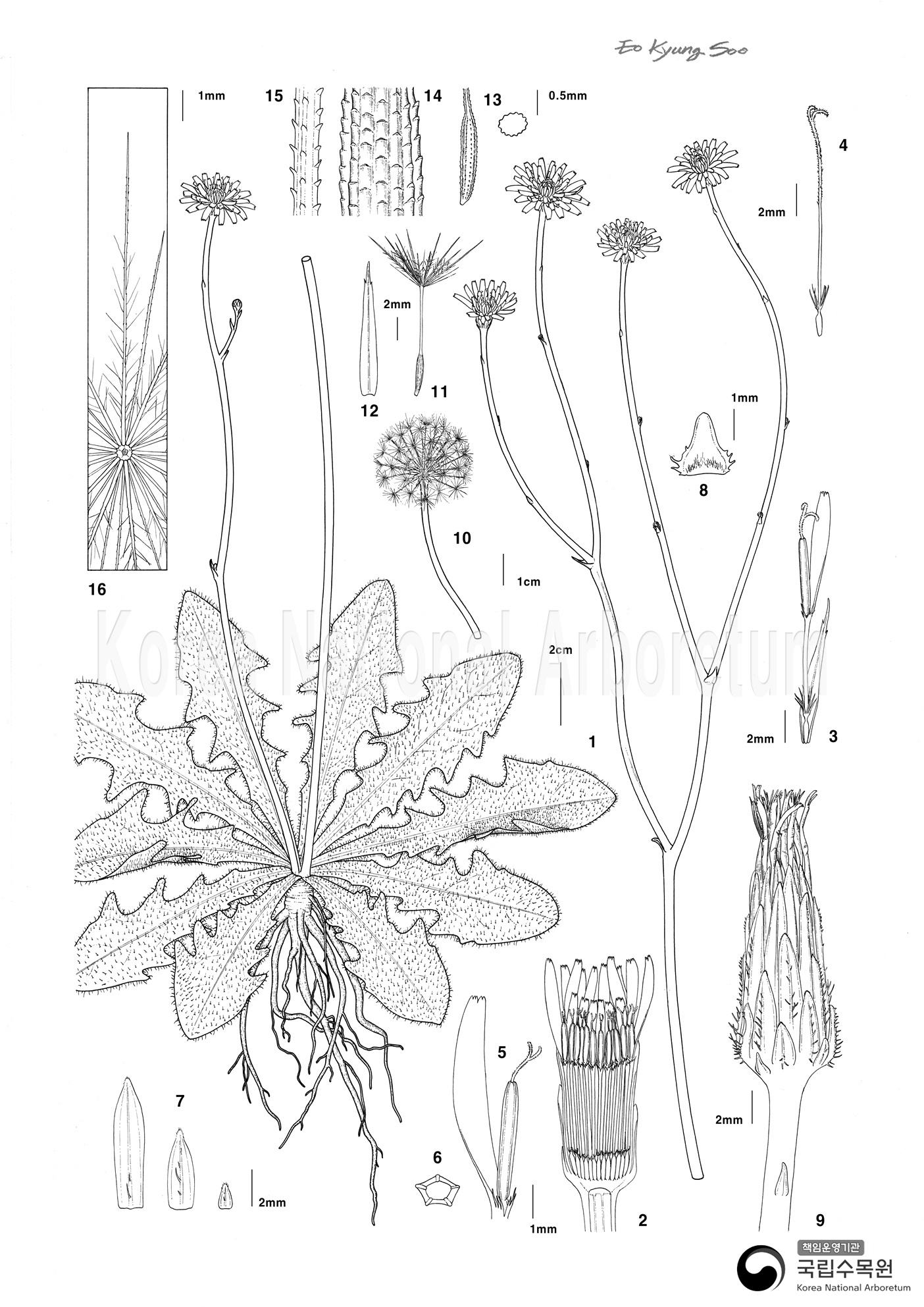 Plant Illustration Detailed View