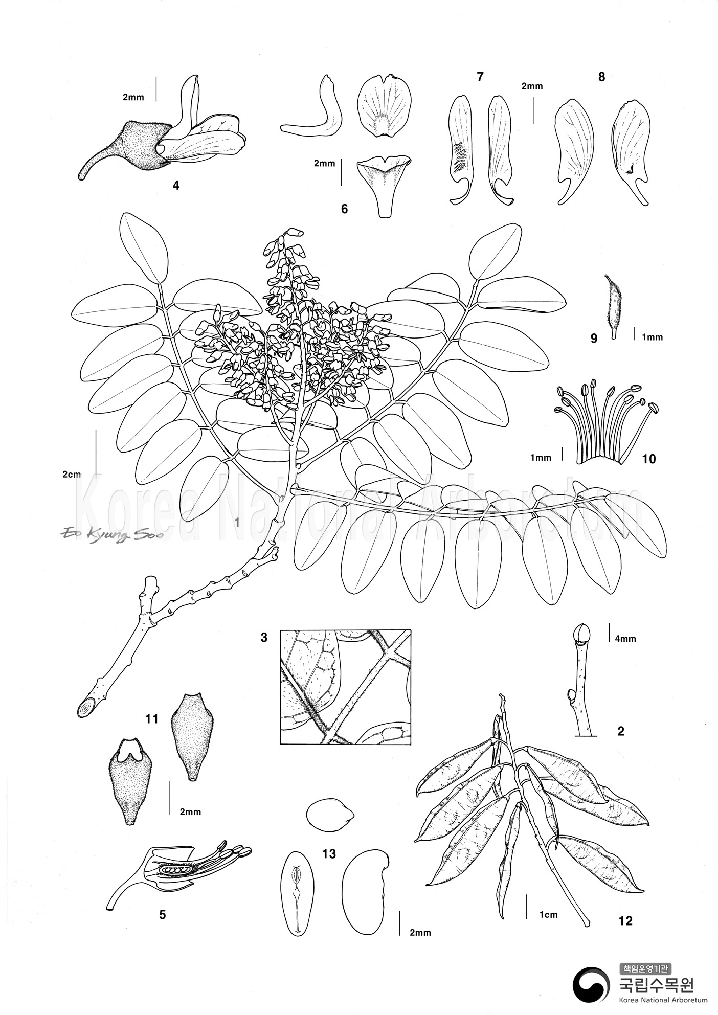 Plant Illustration Detailed View