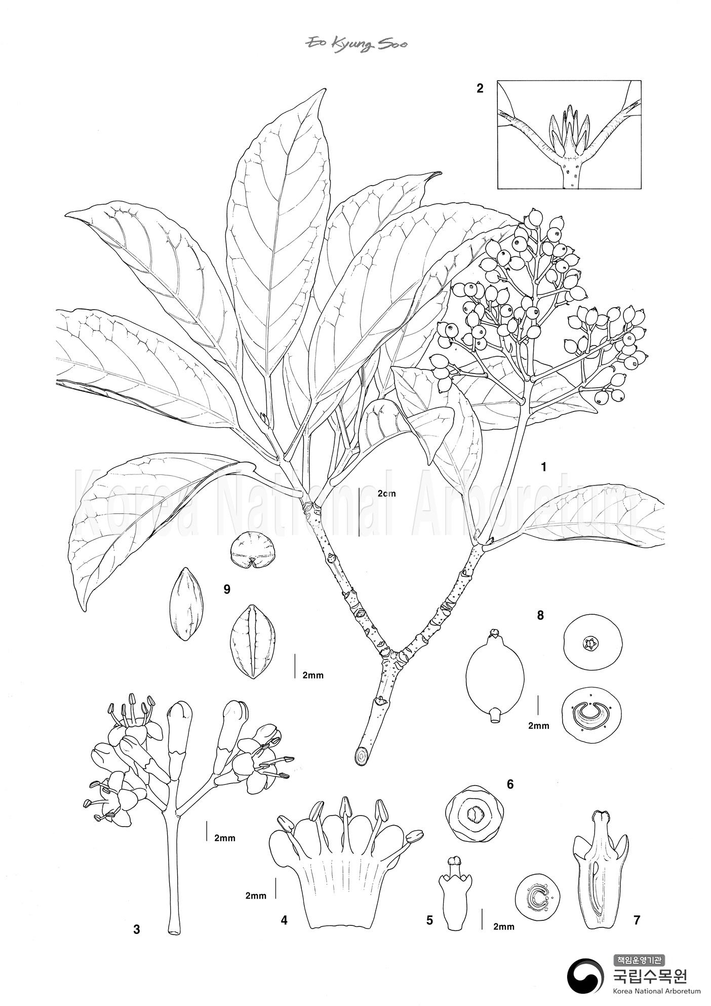 Plant Illustration Detailed View