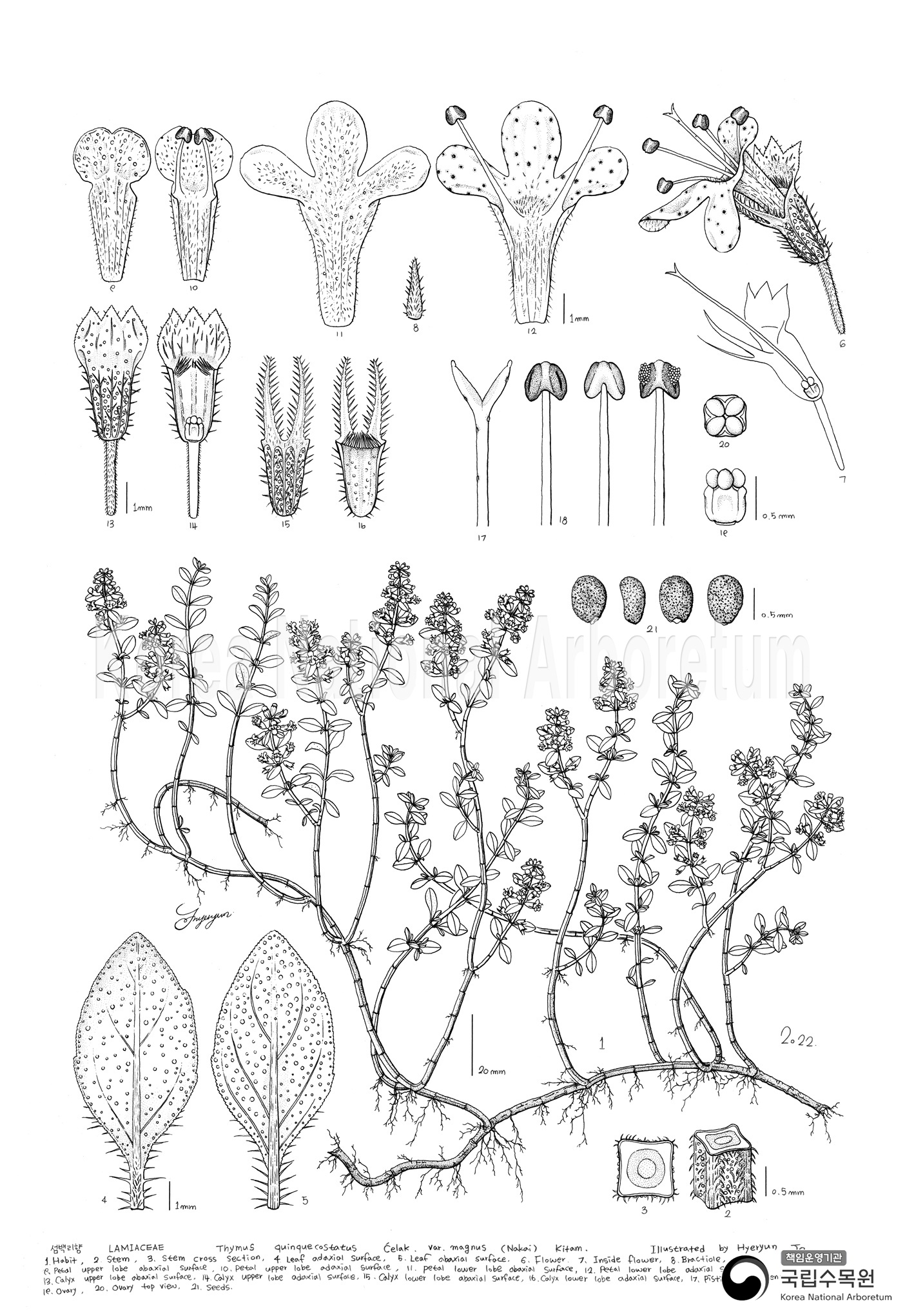 Plant Illustration Detailed View