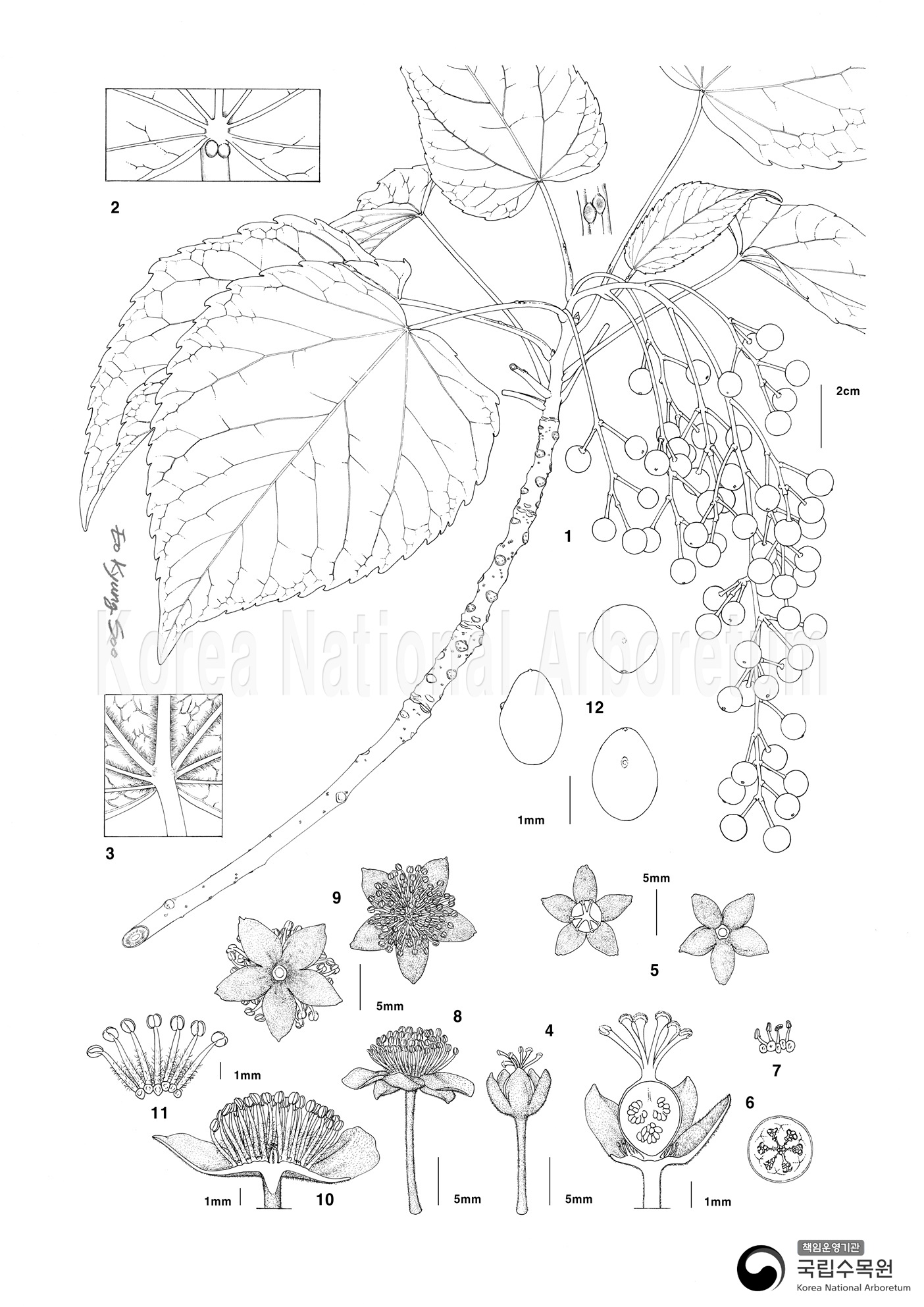 Plant Illustration Detailed View