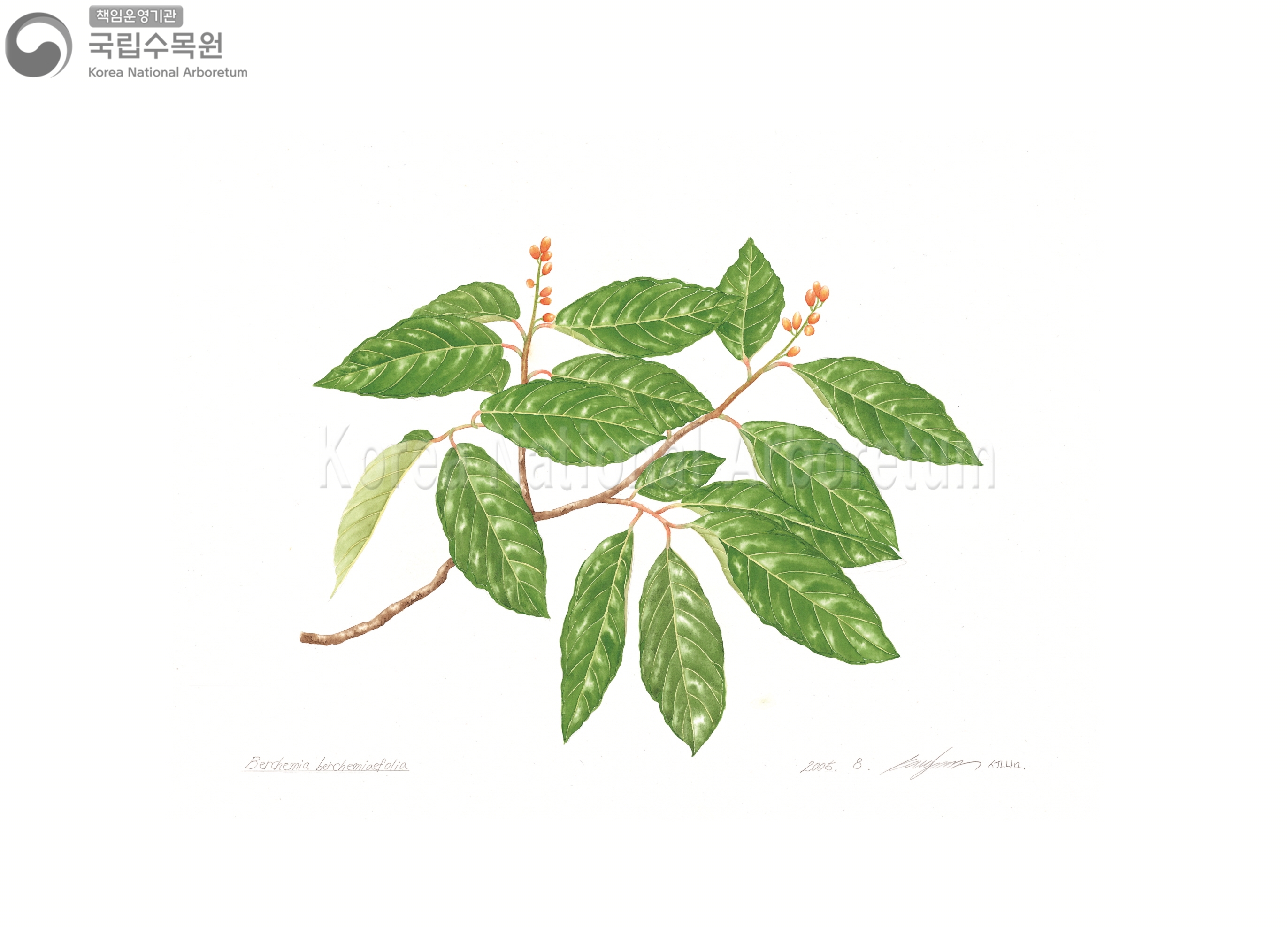 Plant Illustration Detailed View