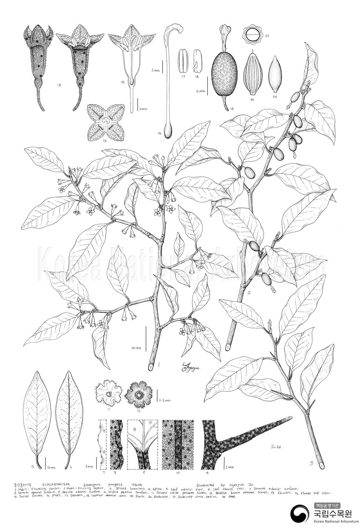 Plant Illustration Detailed View