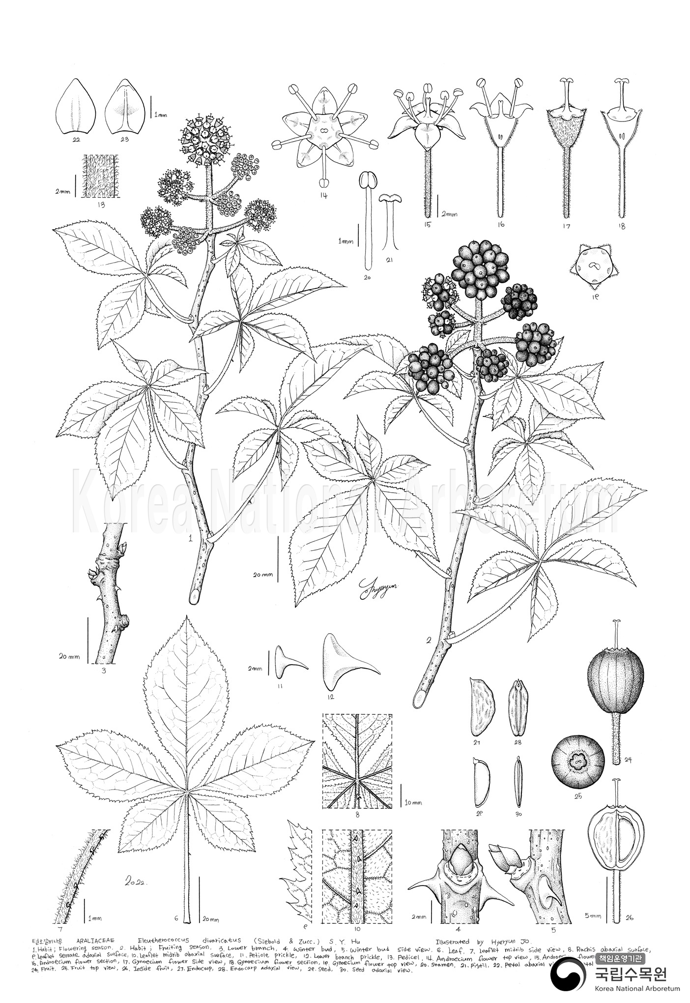 Plant Illustration Detailed View