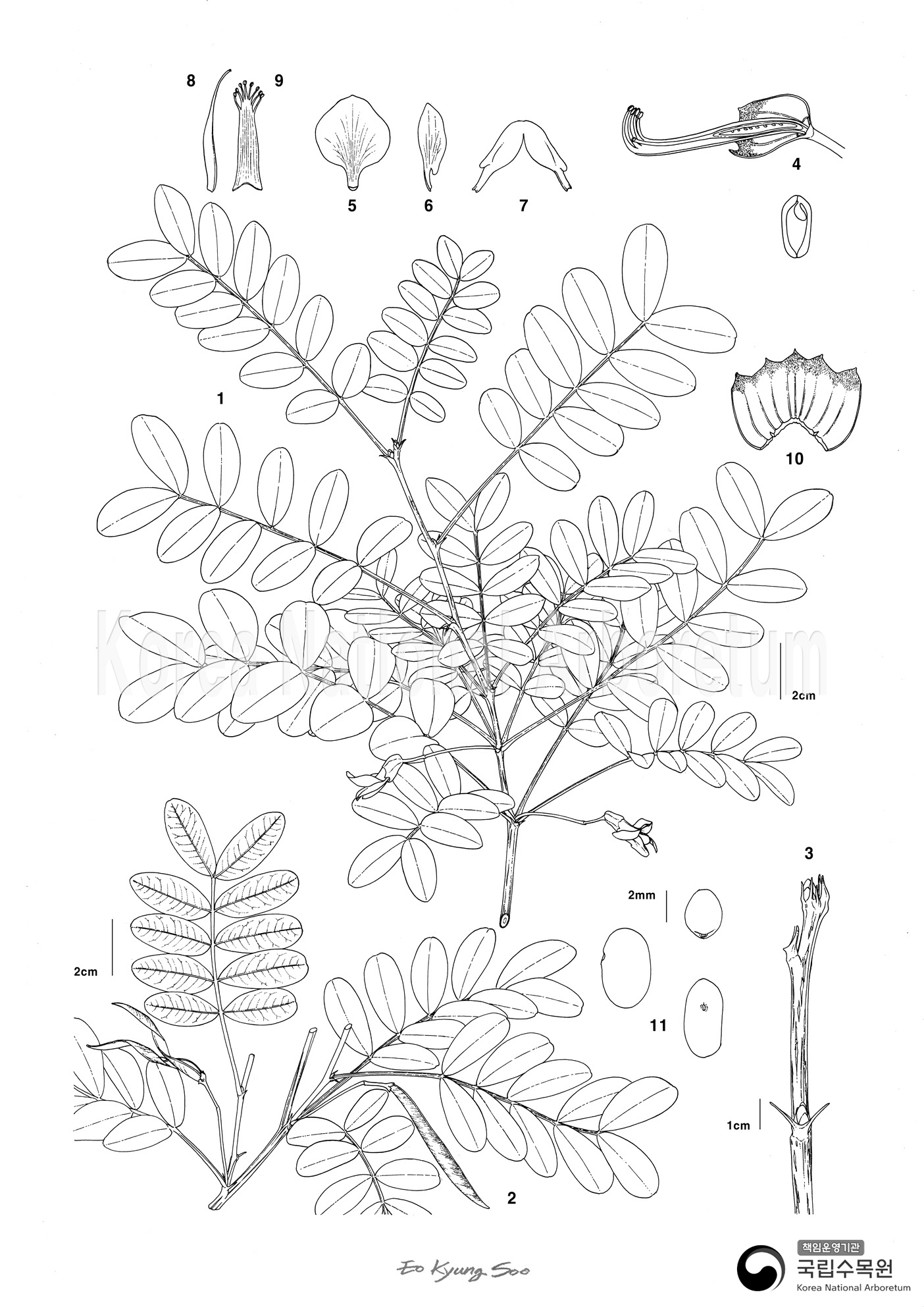 Plant Illustration Detailed View