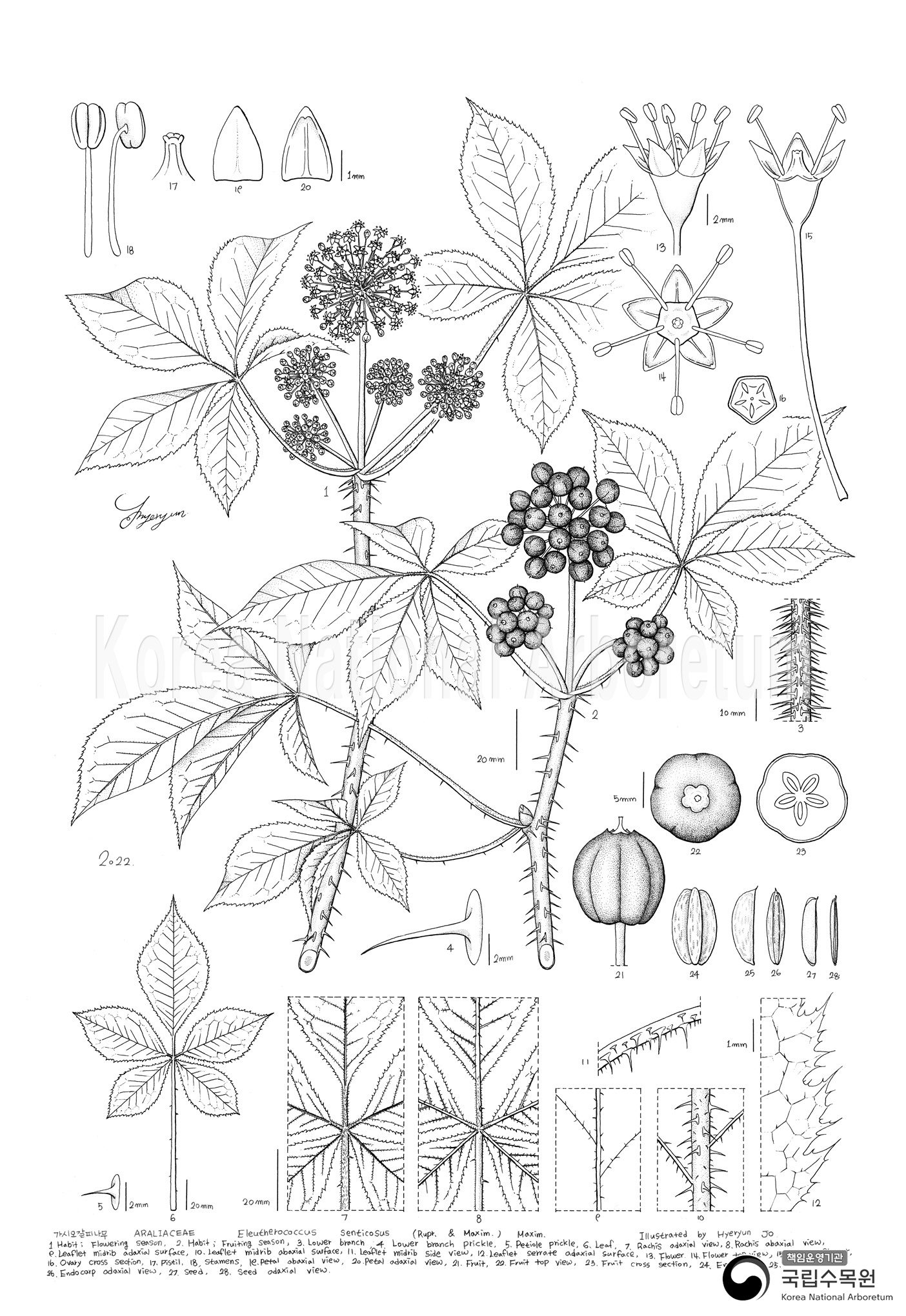 Plant Illustration Detailed View