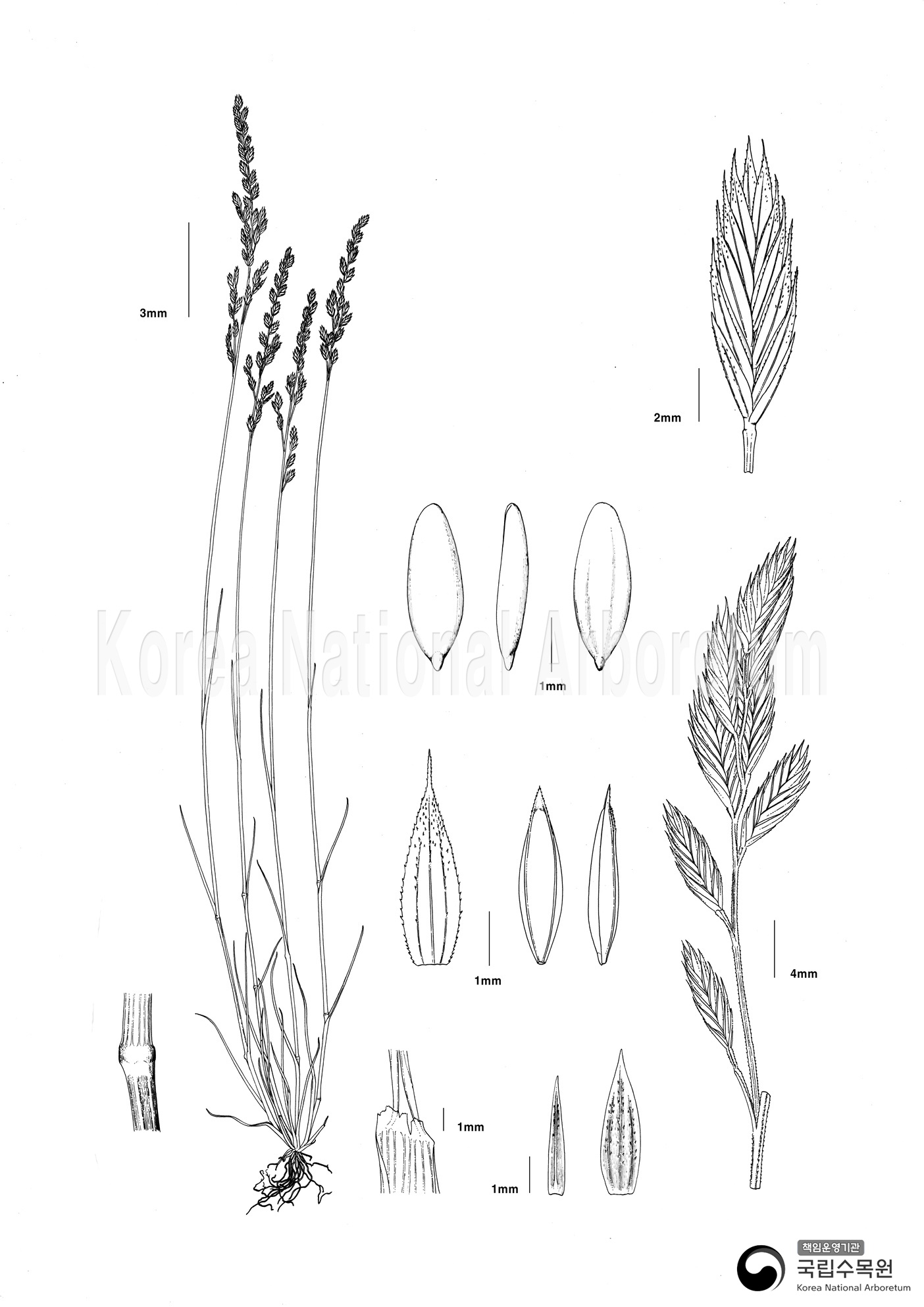 Plant Illustration Detailed View