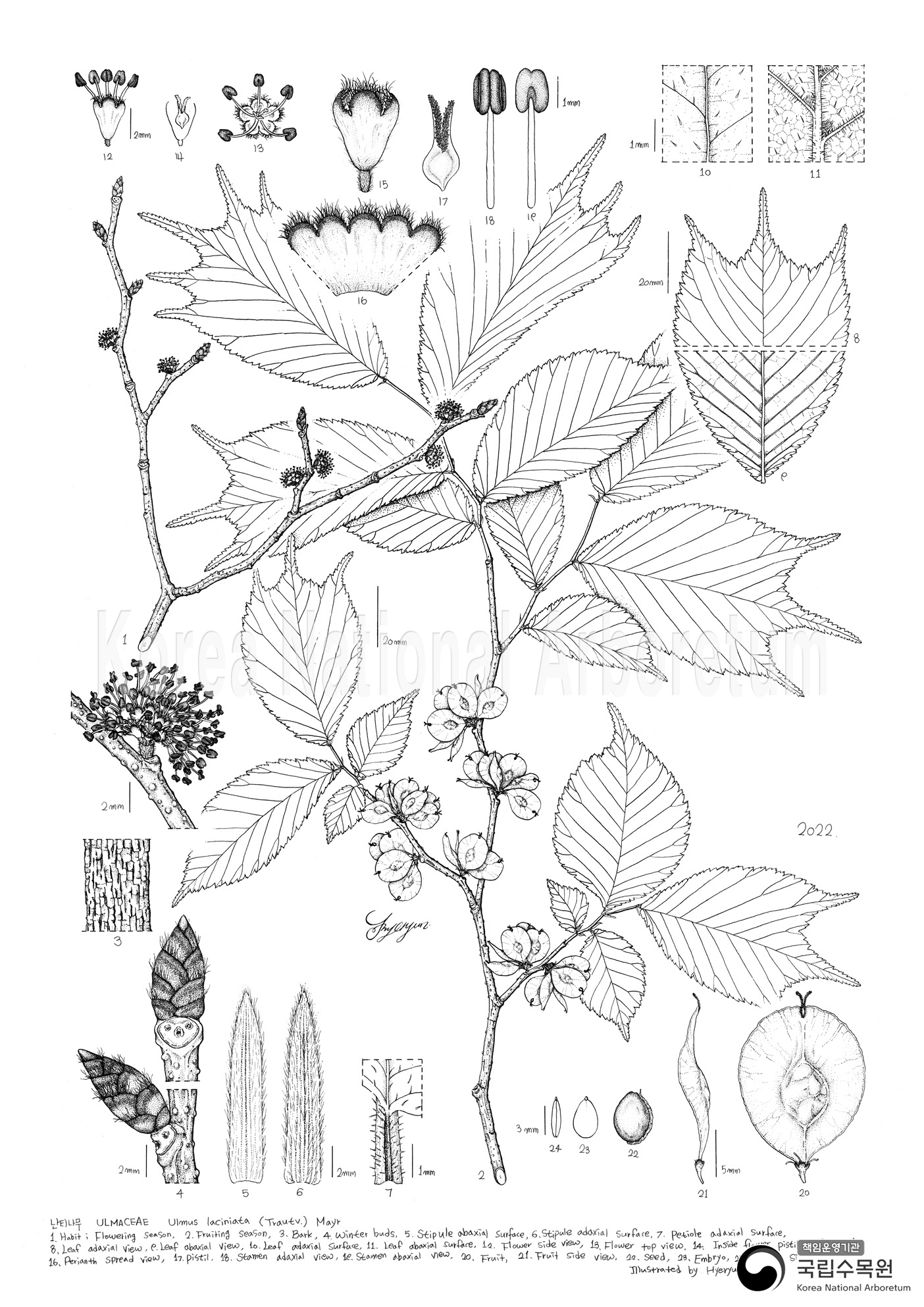 Plant Illustration Detailed View