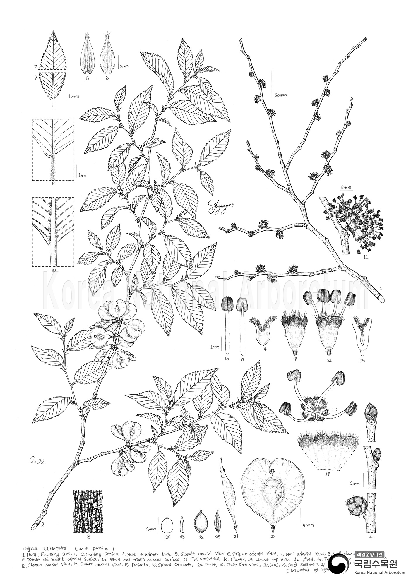 Plant Illustration Detailed View