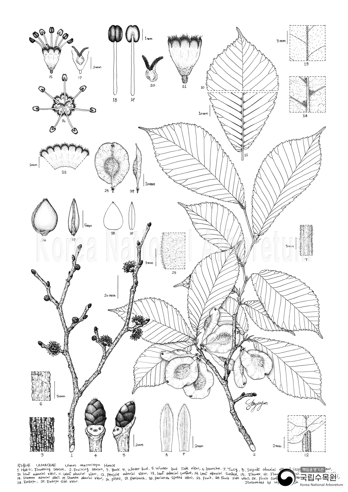 Plant Illustration Detailed View