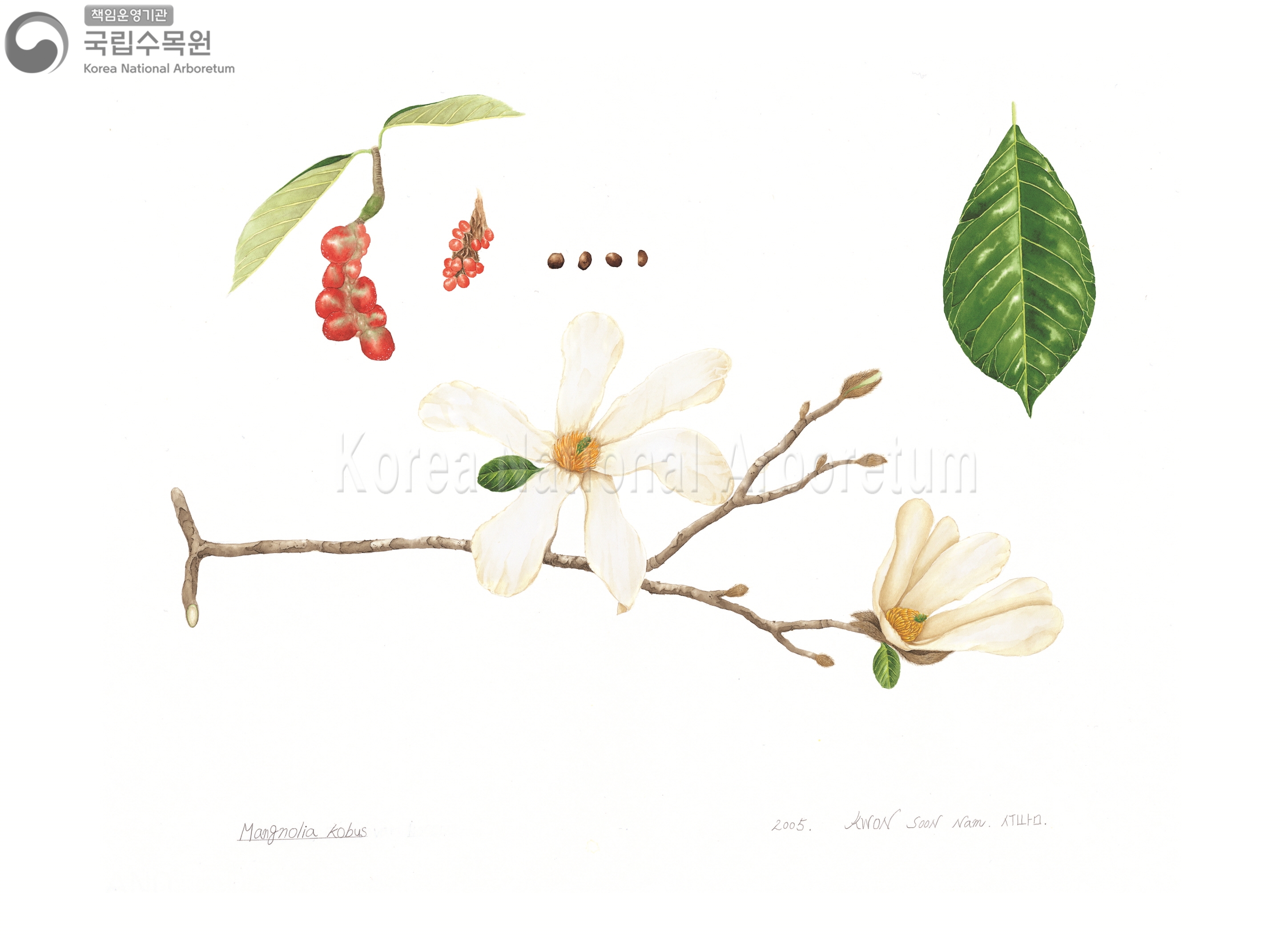 Plant Illustration Detailed View