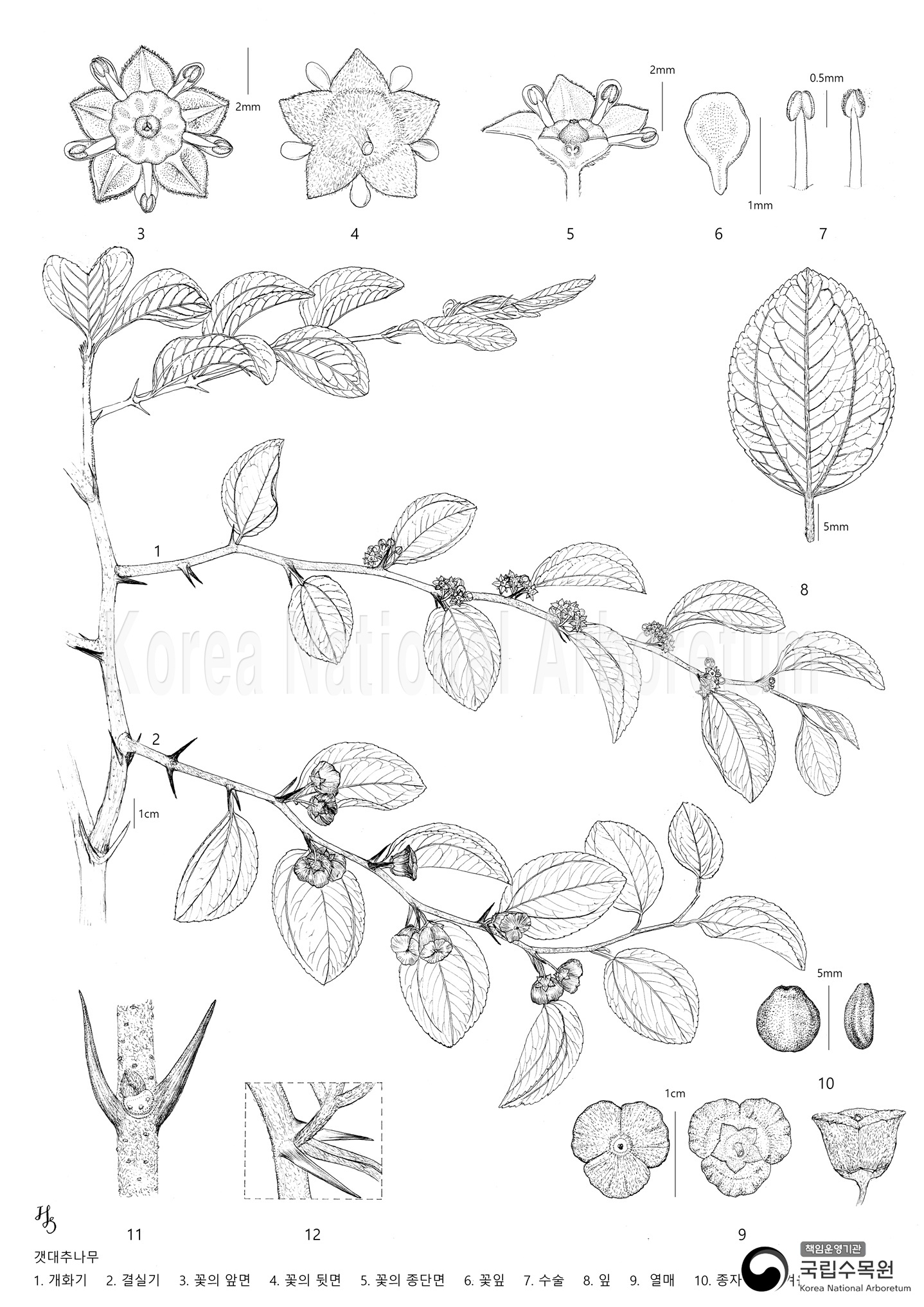 Plant Illustration Detailed View