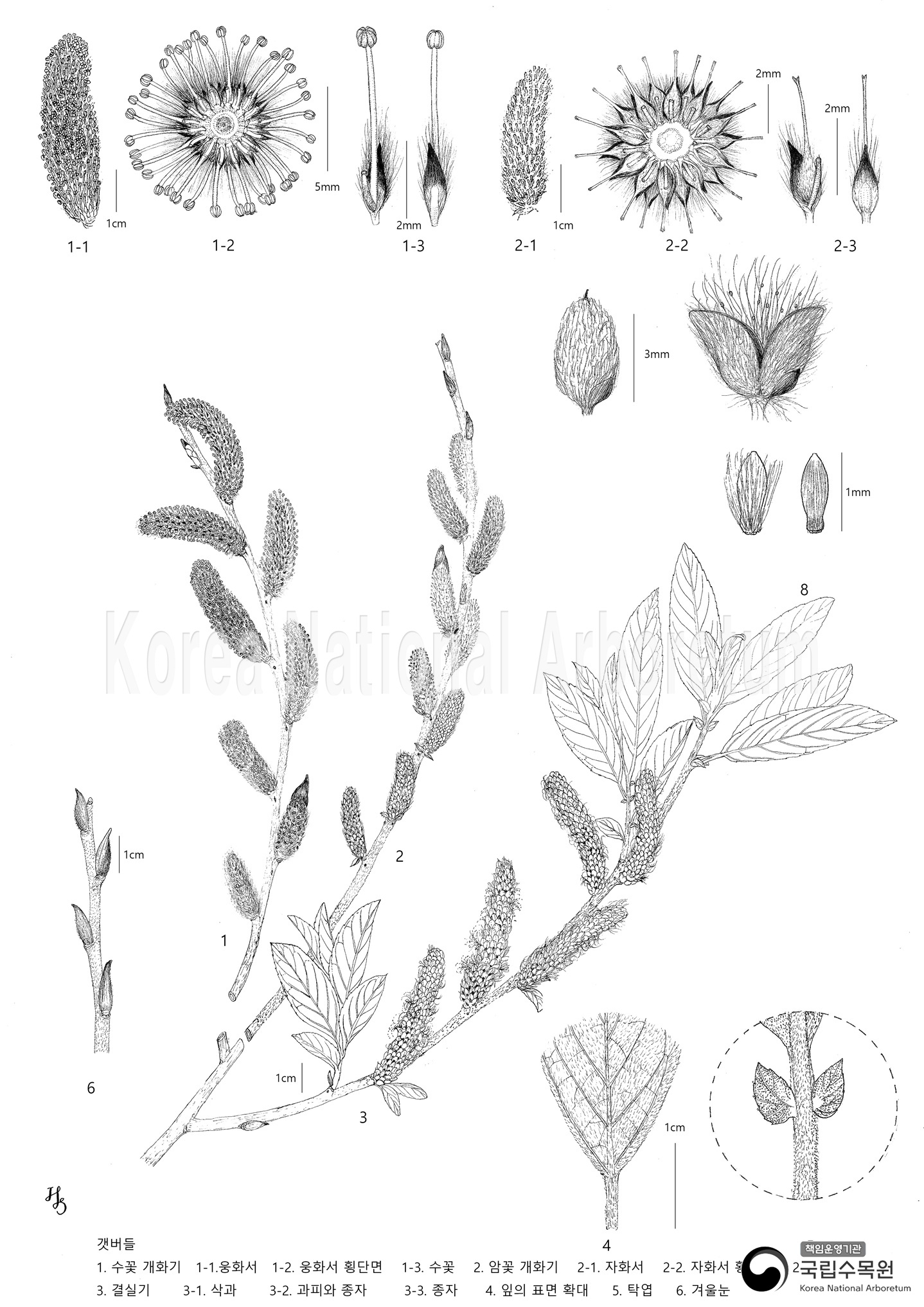 Plant Illustration Detailed View