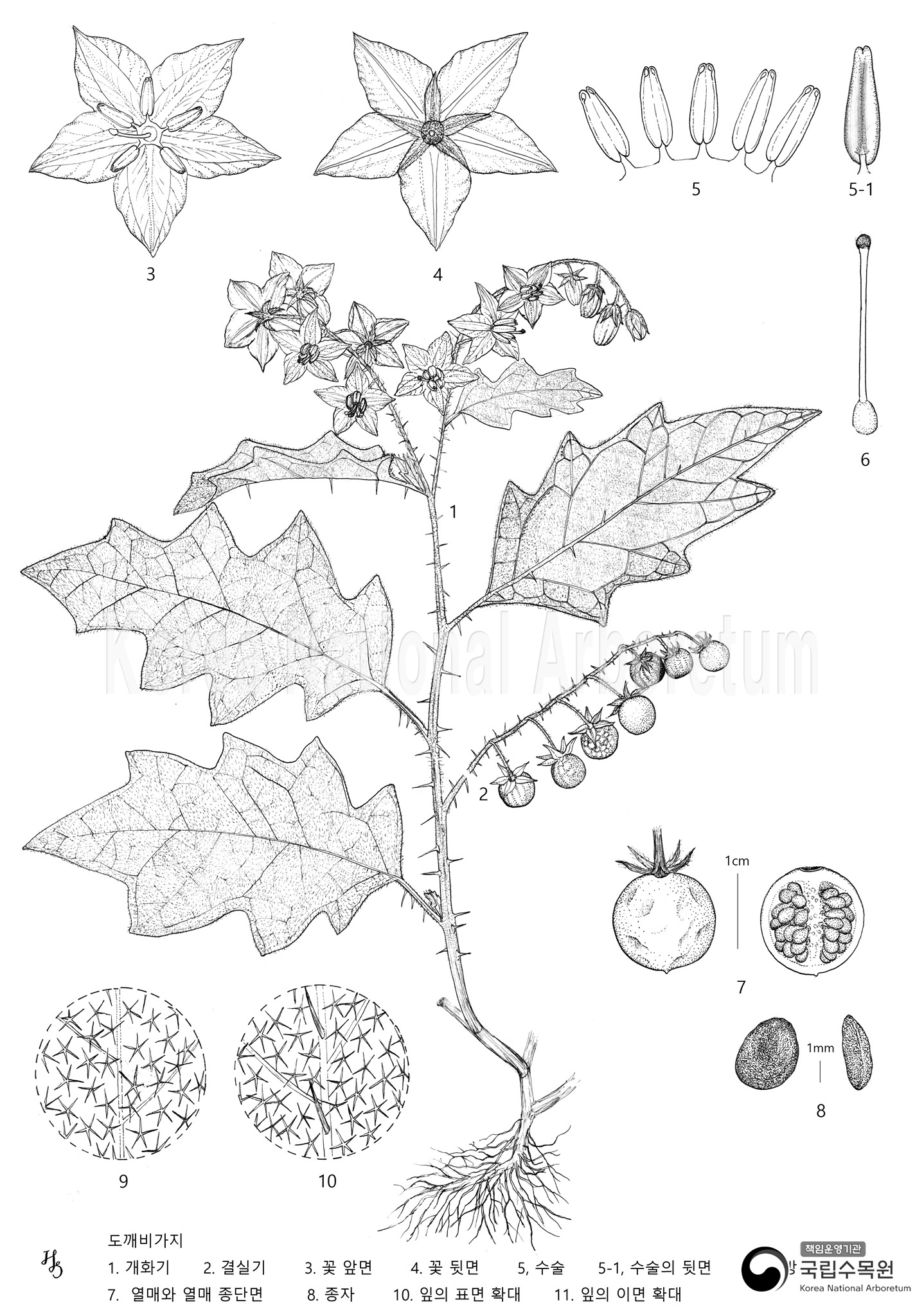 Plant Illustration Detailed View