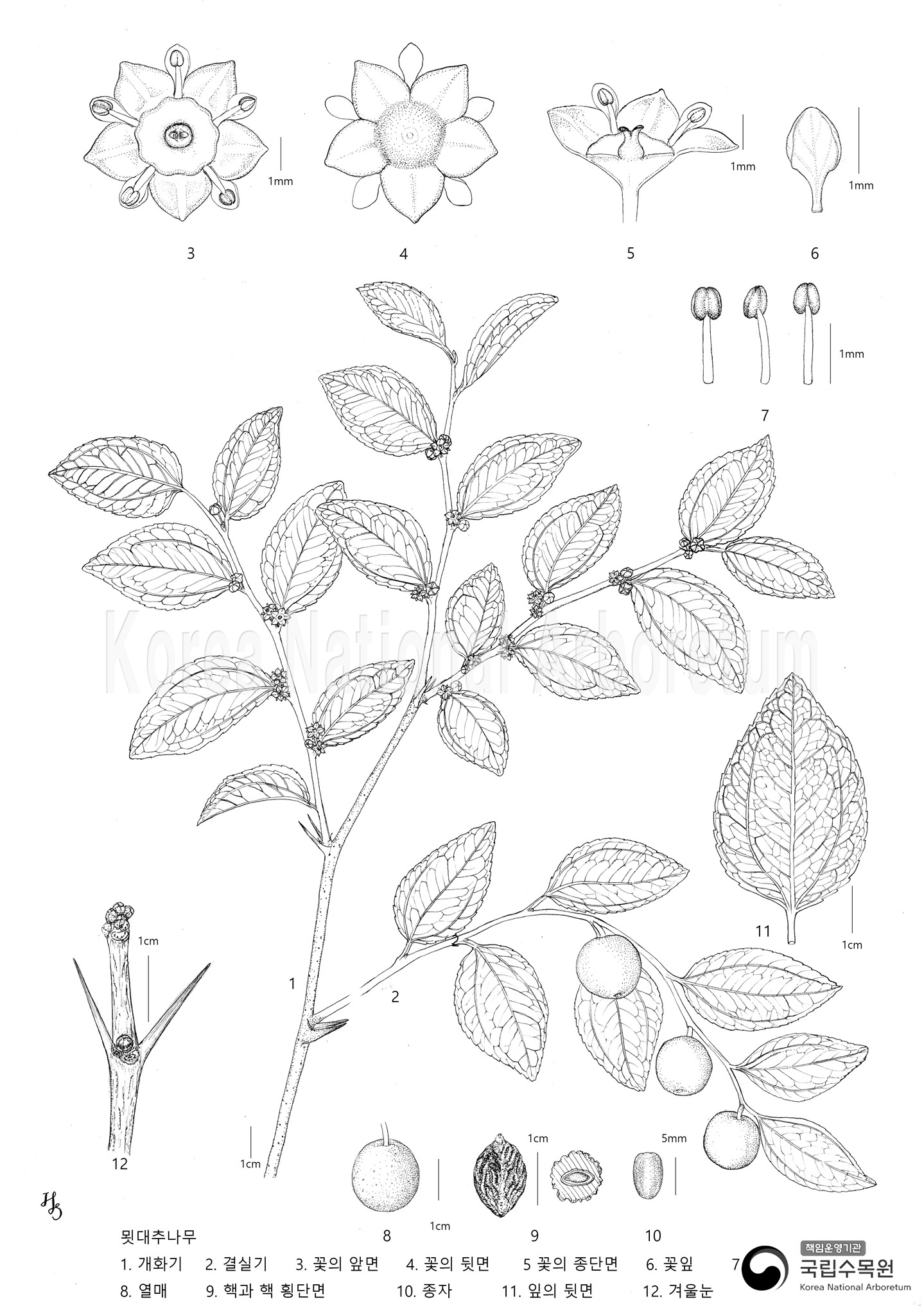 Plant Illustration Detailed View