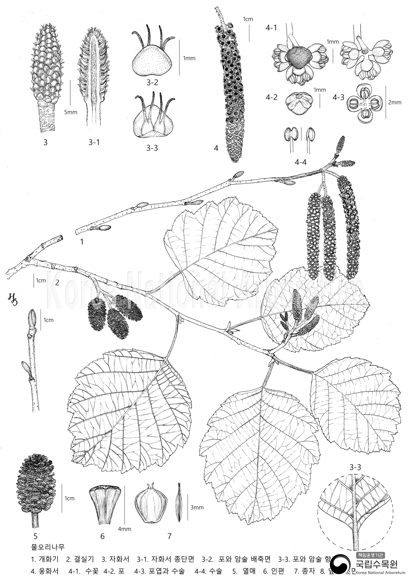 Plant Illustration Detailed View