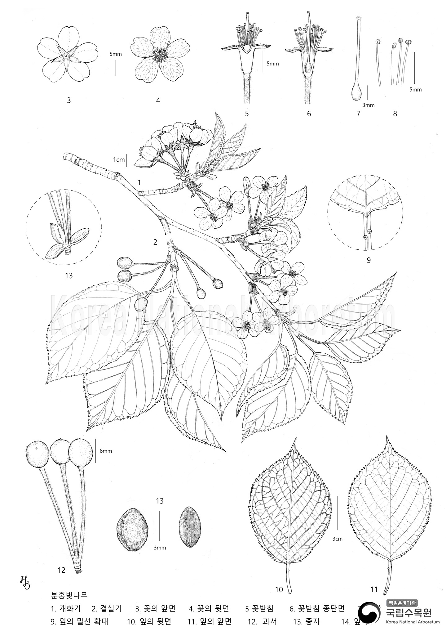 Plant Illustration Detailed View