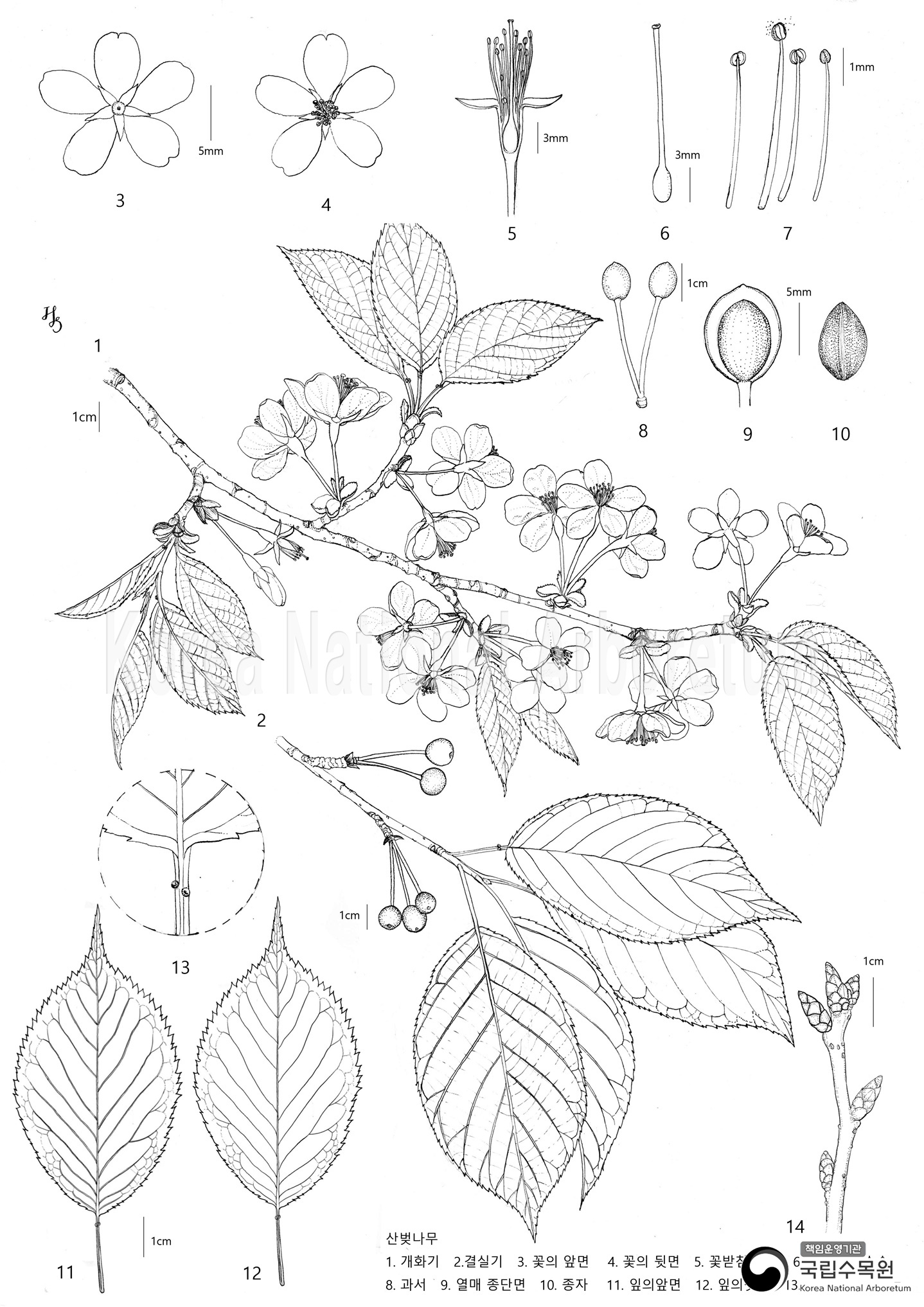 Plant Illustration Detailed View