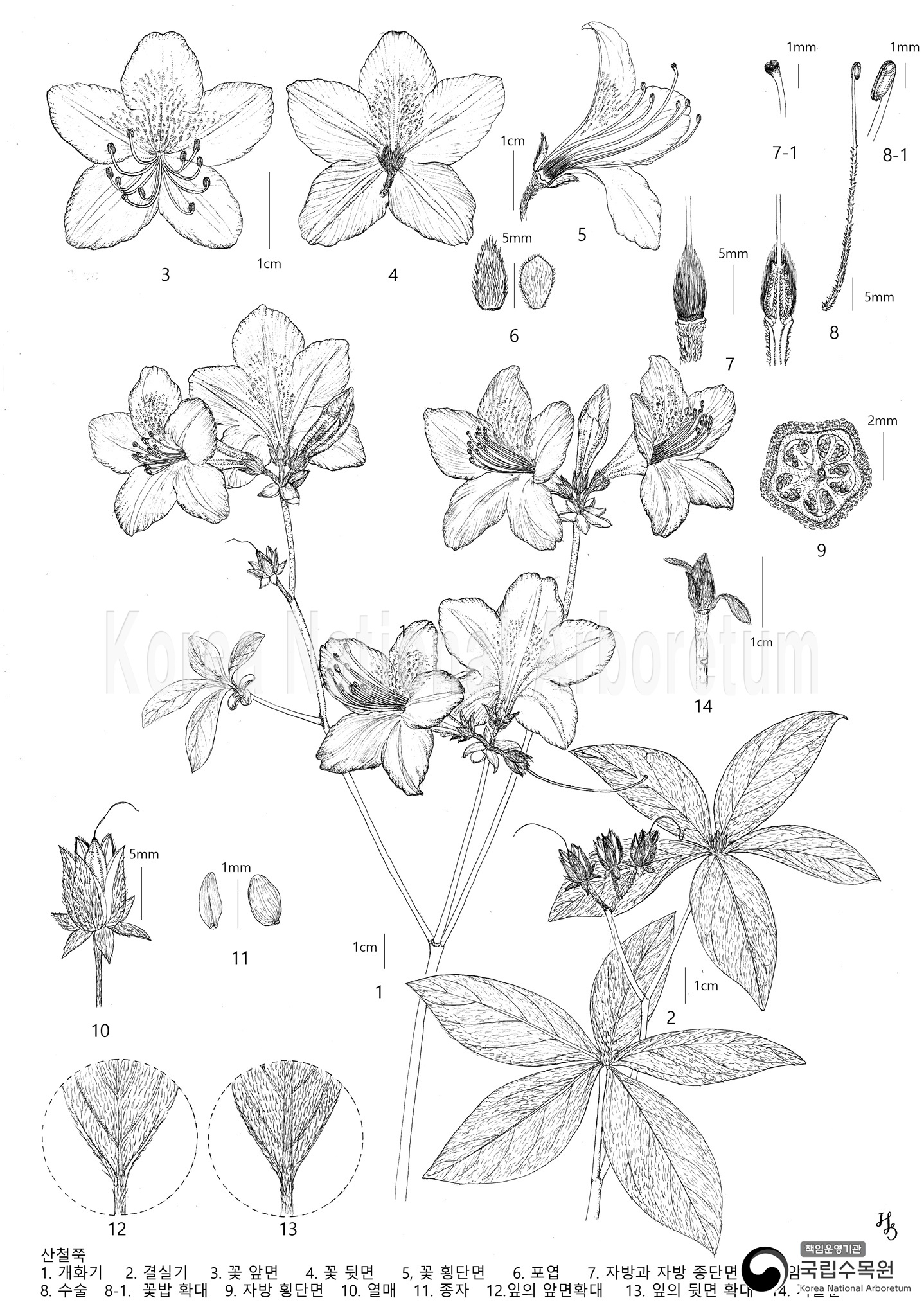 Plant Illustration Detailed View