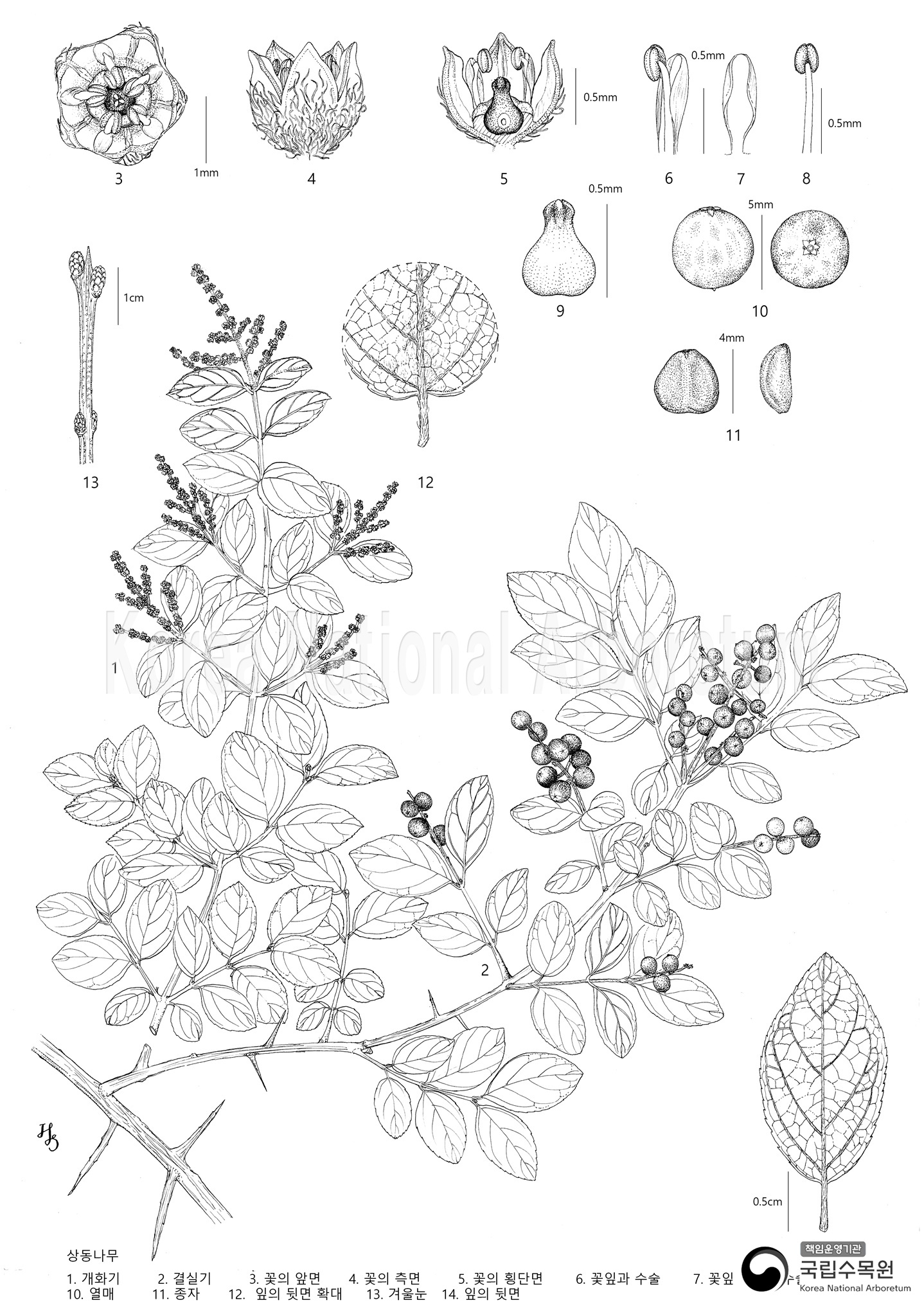 Plant Illustration Detailed View