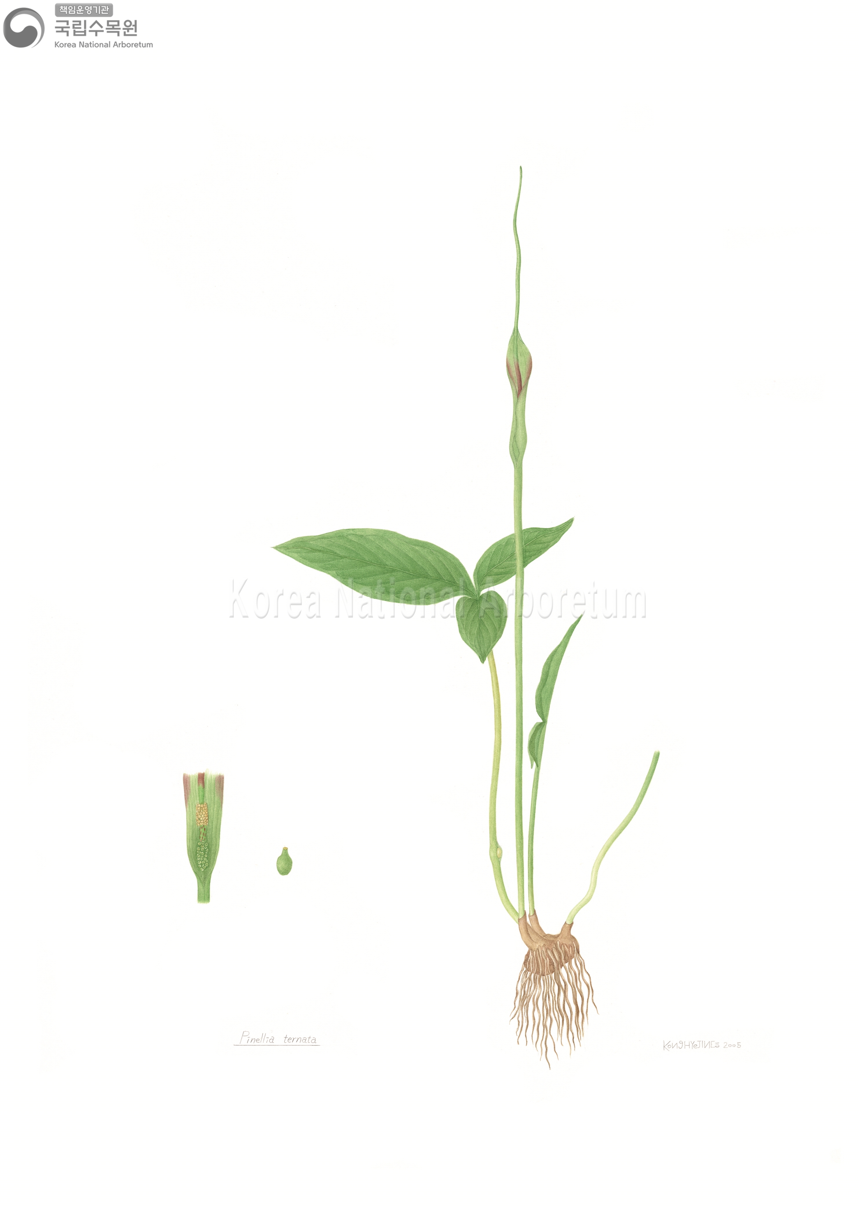 Plant Illustration Detailed View