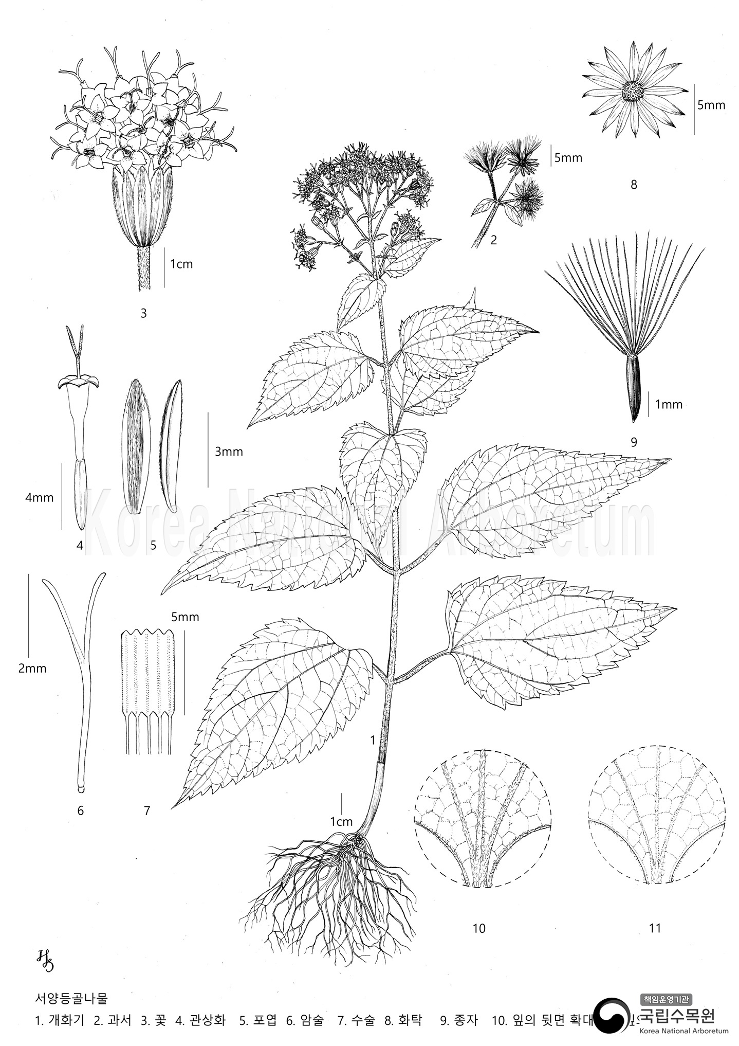 Plant Illustration Detailed View