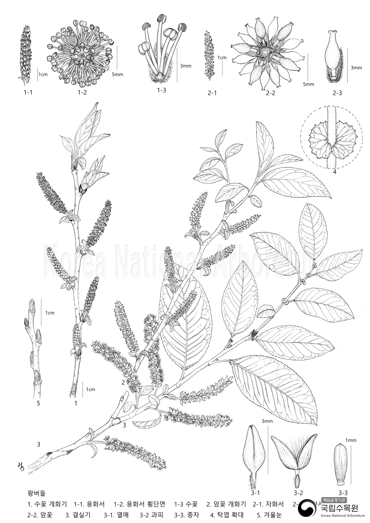 Plant Illustration Detailed View