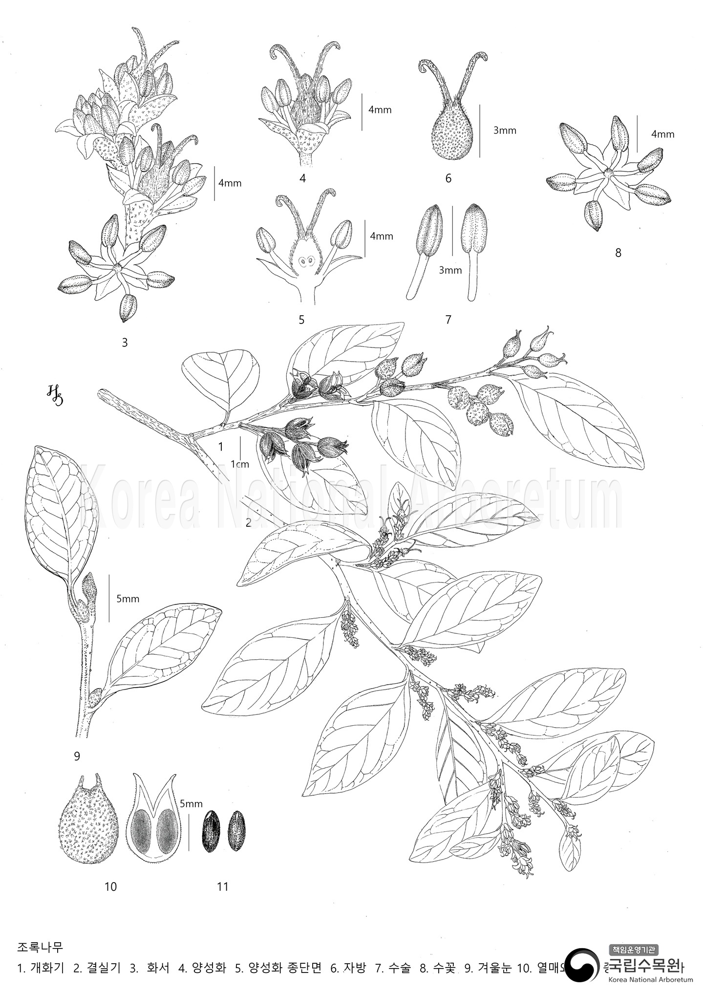 Plant Illustration Detailed View