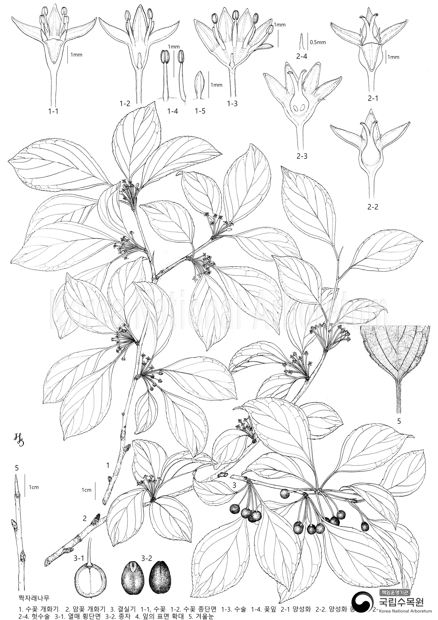 Plant Illustration Detailed View