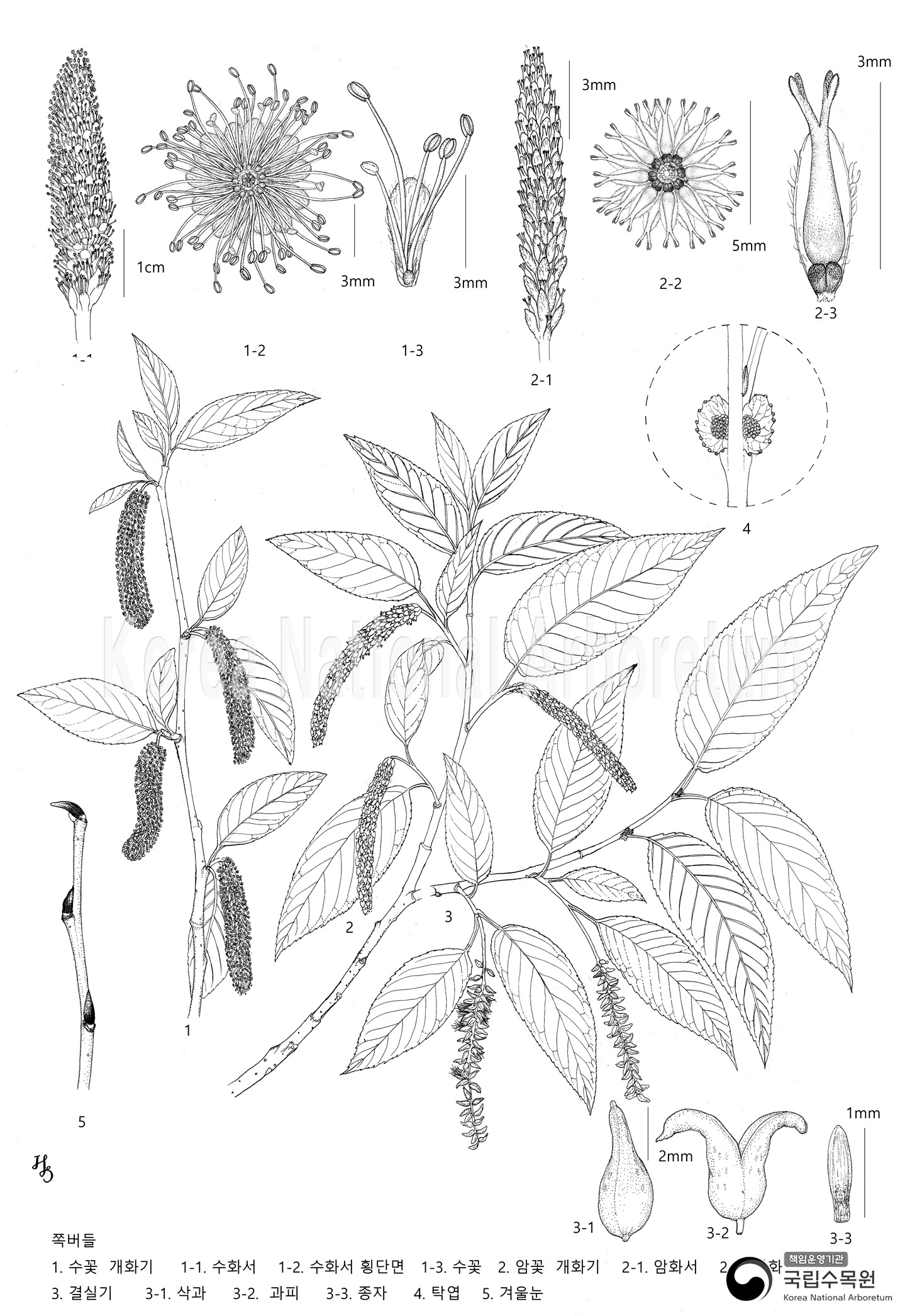 Plant Illustration Detailed View