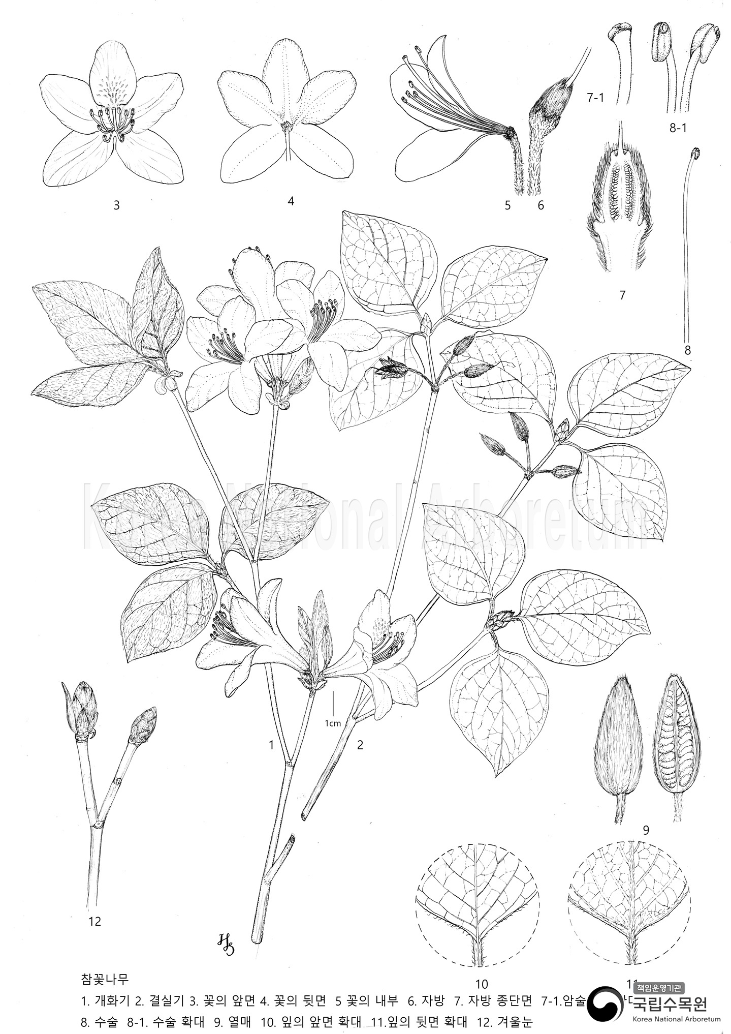 Plant Illustration Detailed View