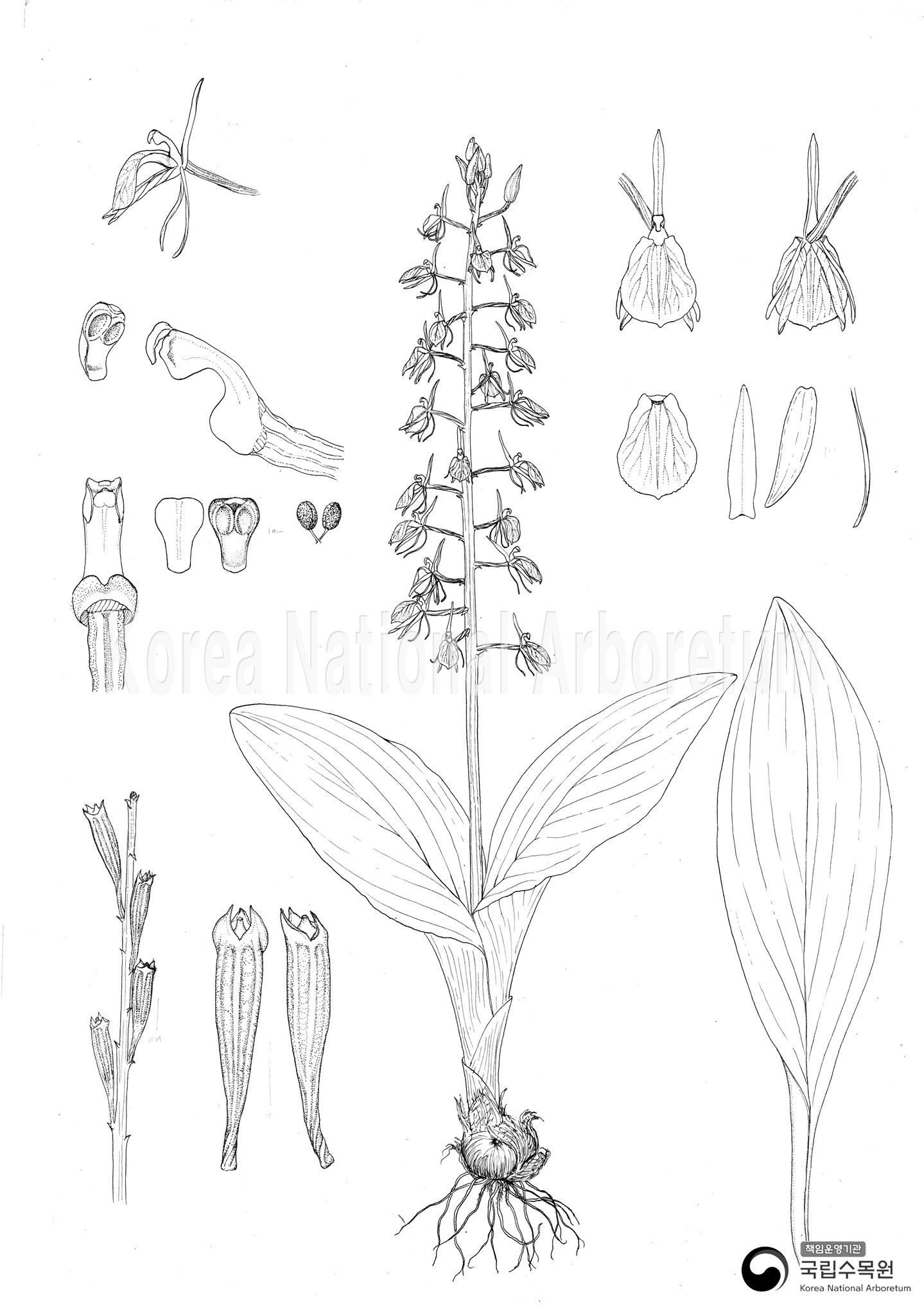 Plant Illustration Detailed View