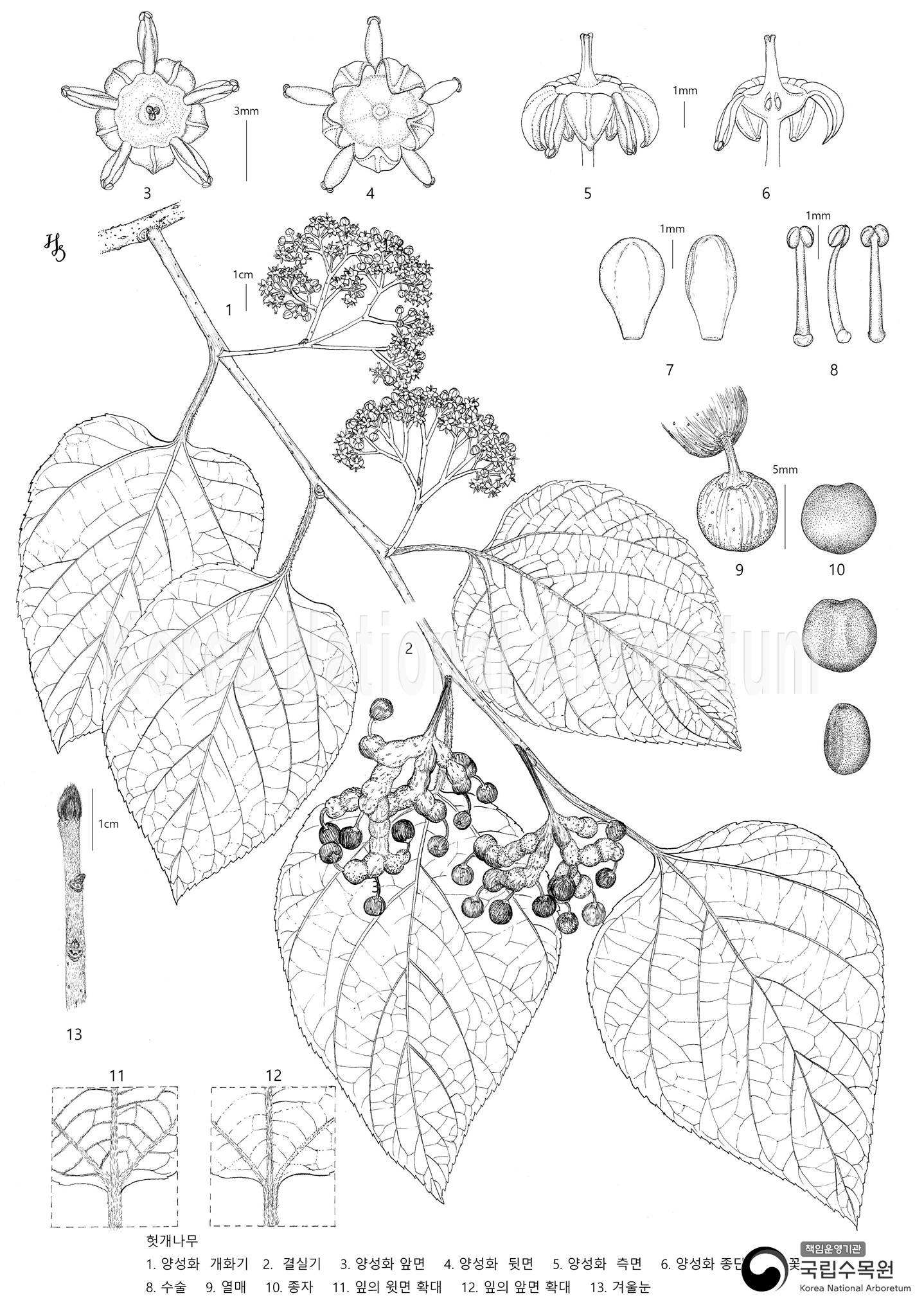 Plant Illustration Detailed View