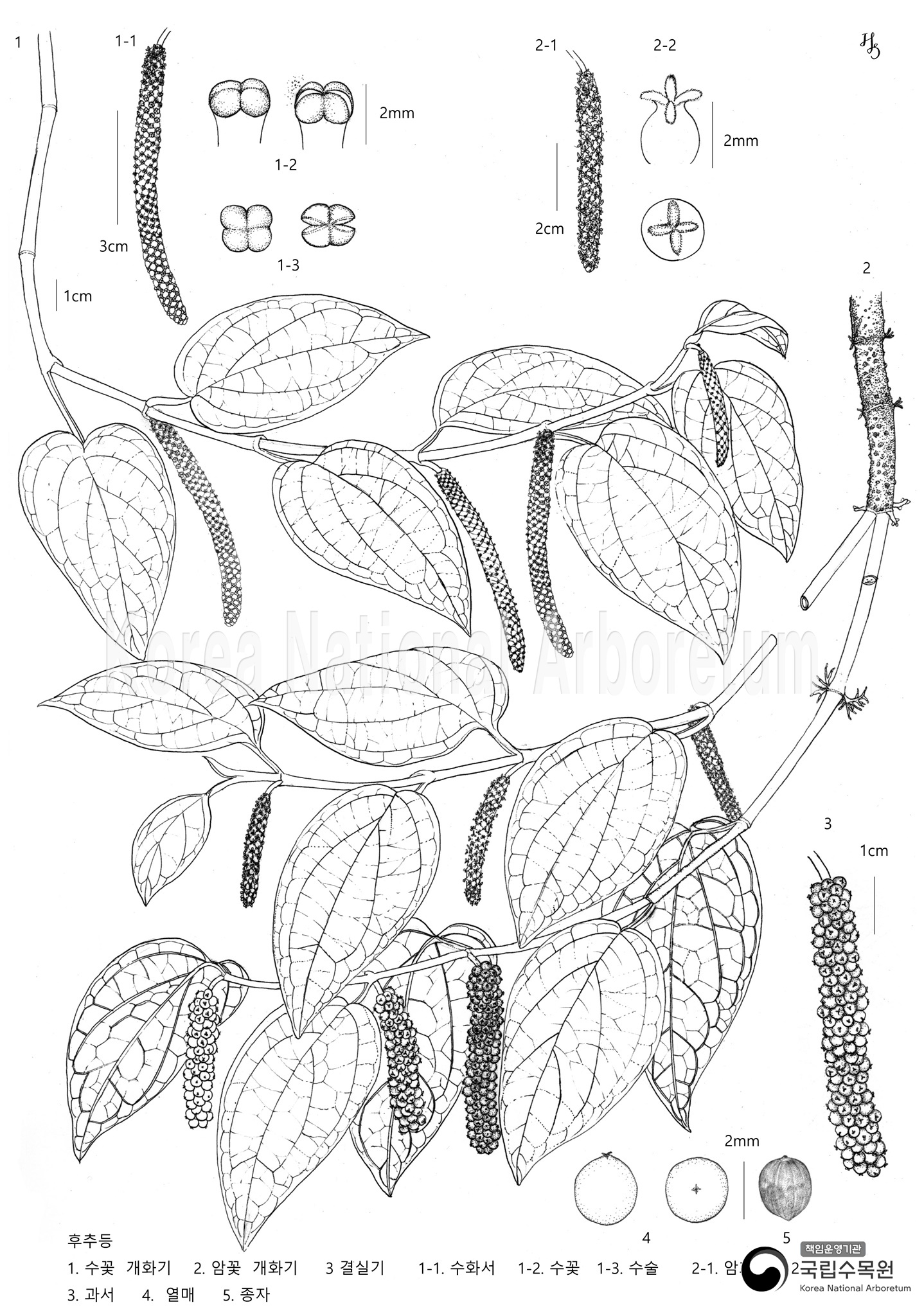 Plant Illustration Detailed View