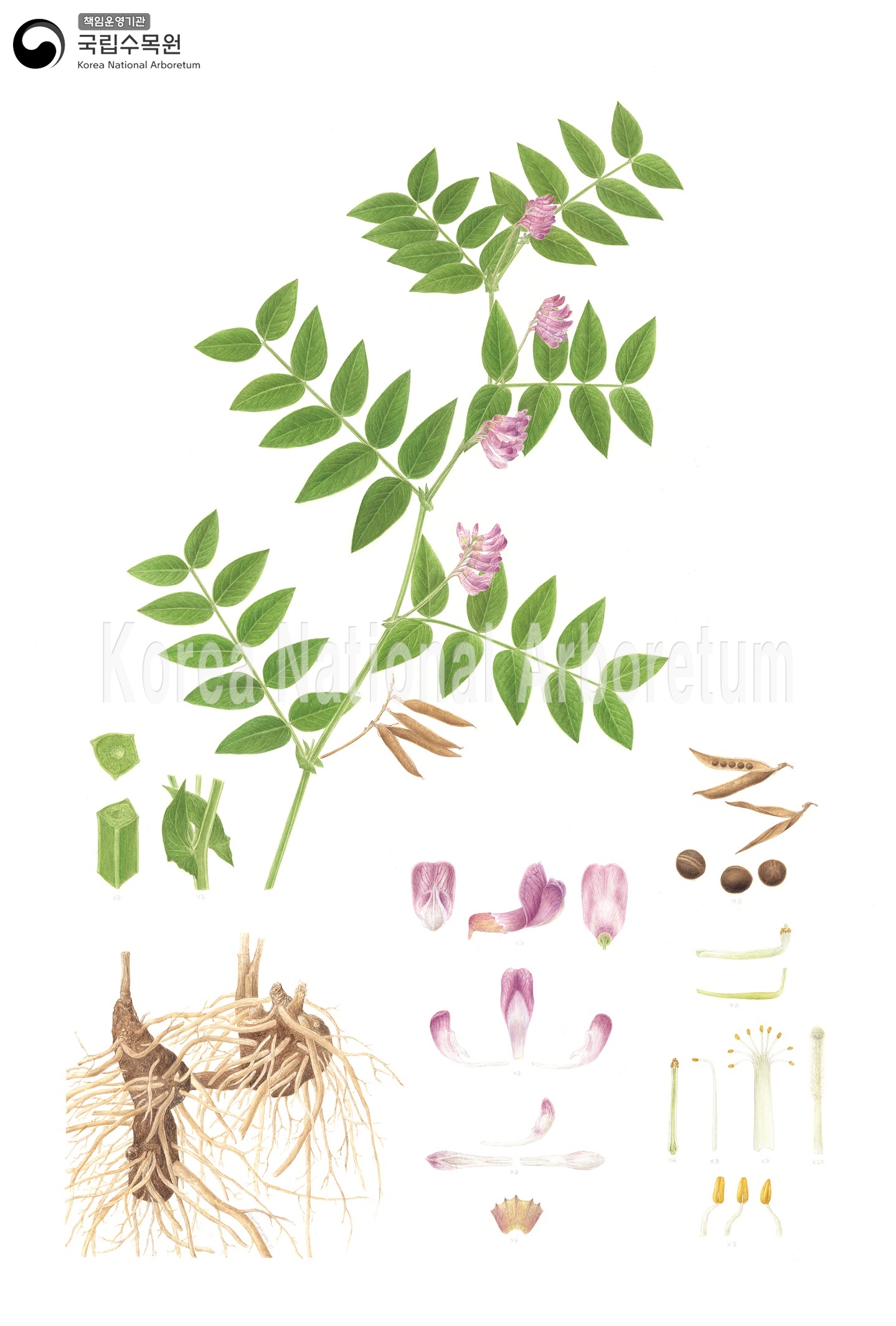 Plant Illustration Detailed View