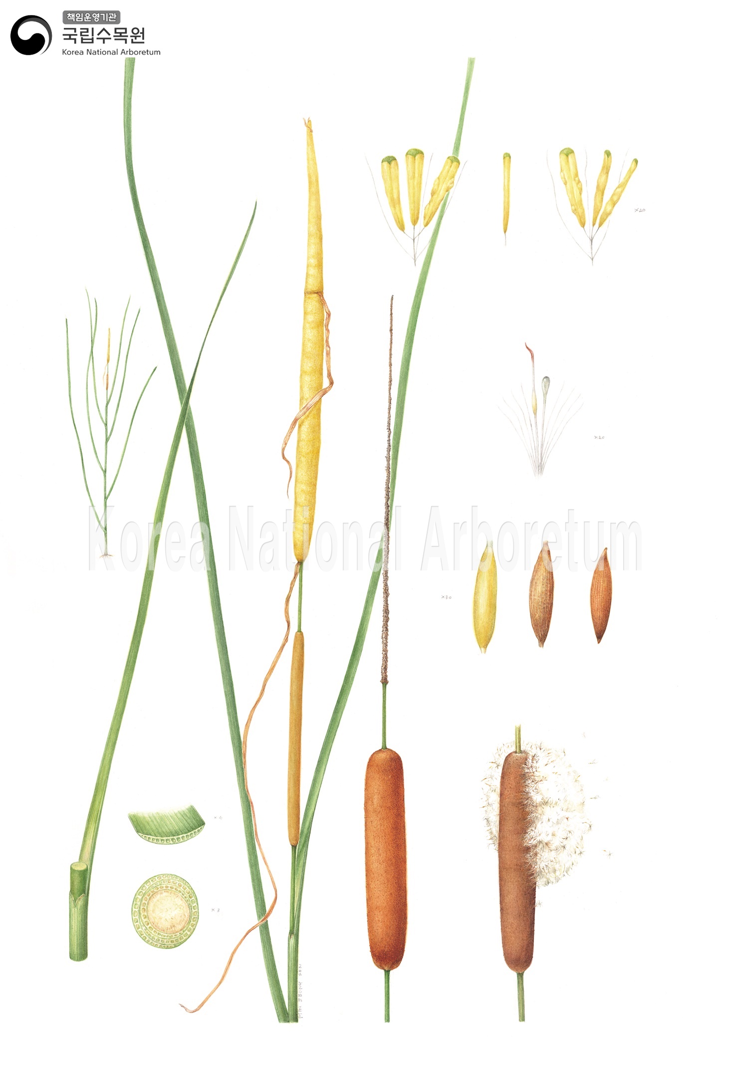 Plant Illustration Detailed View