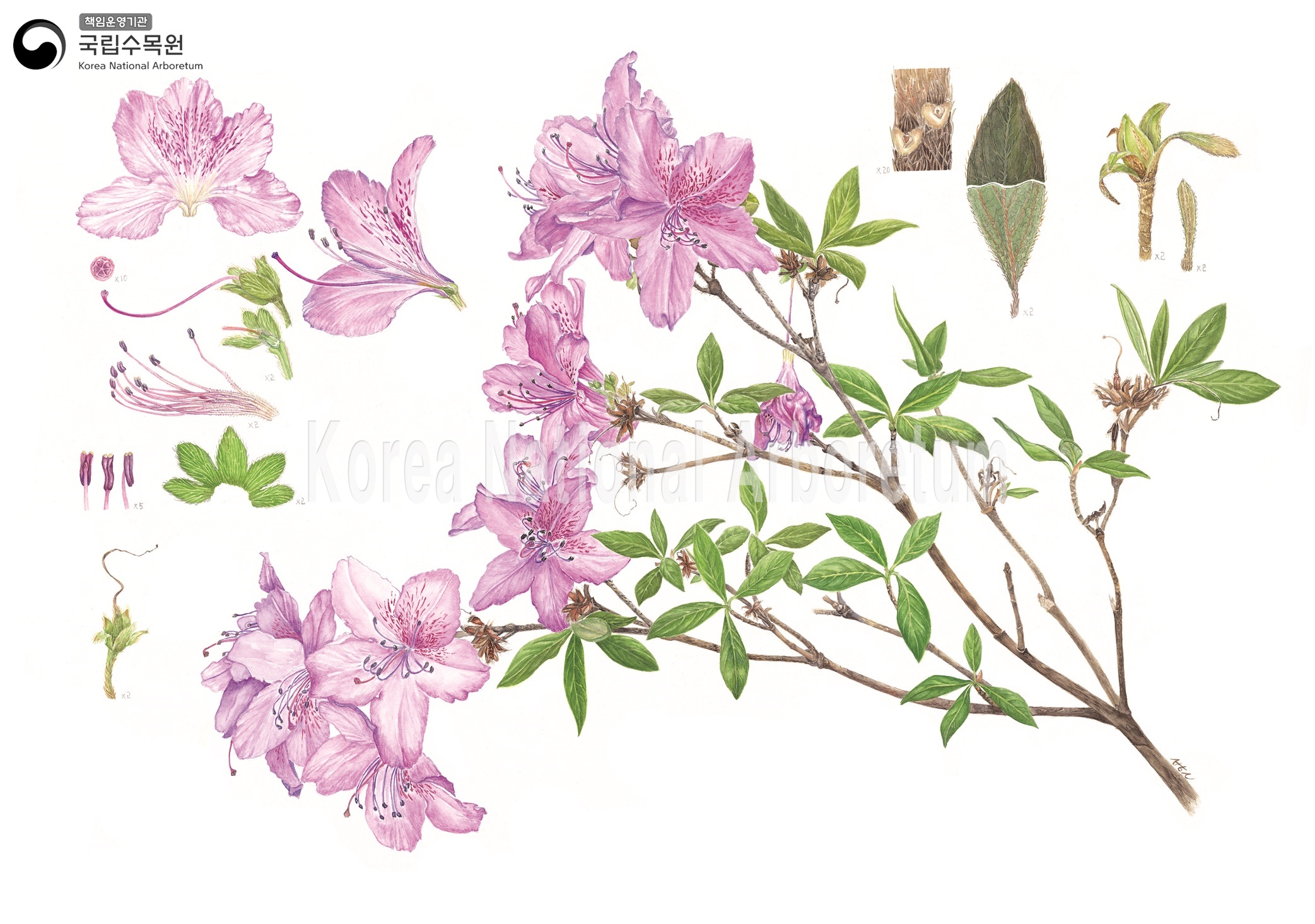 Plant Illustration Detailed View