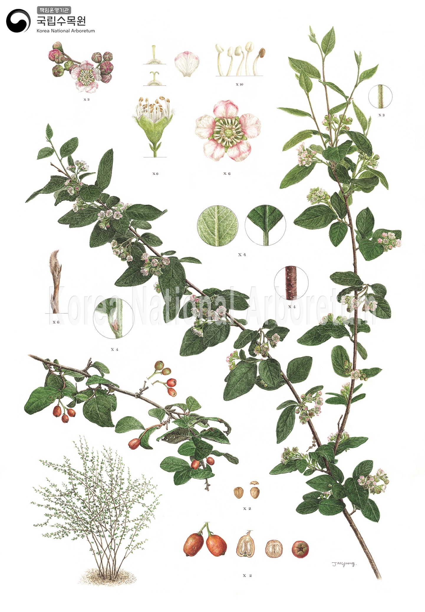 Plant Illustration Detailed View