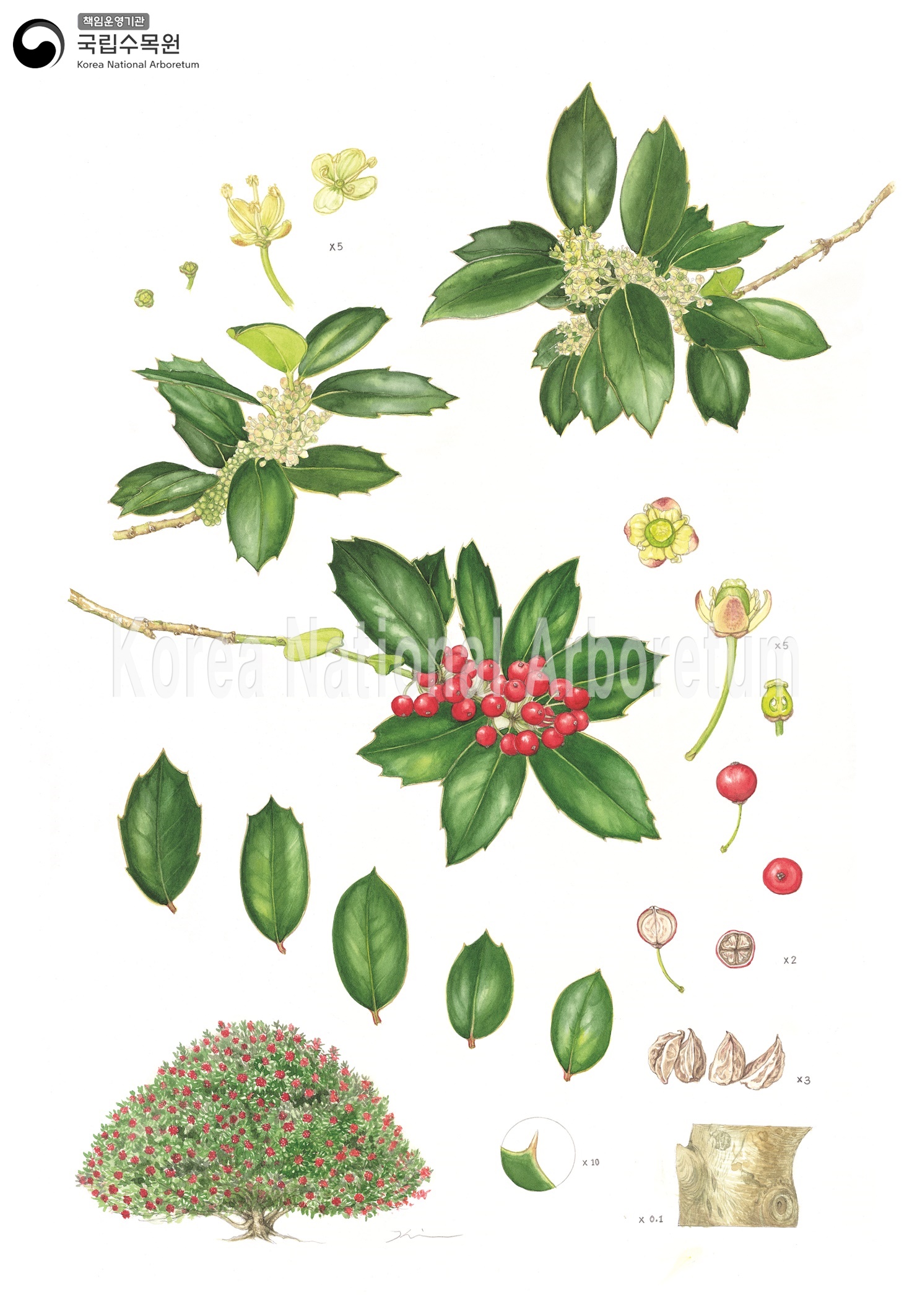 Plant Illustration Detailed View